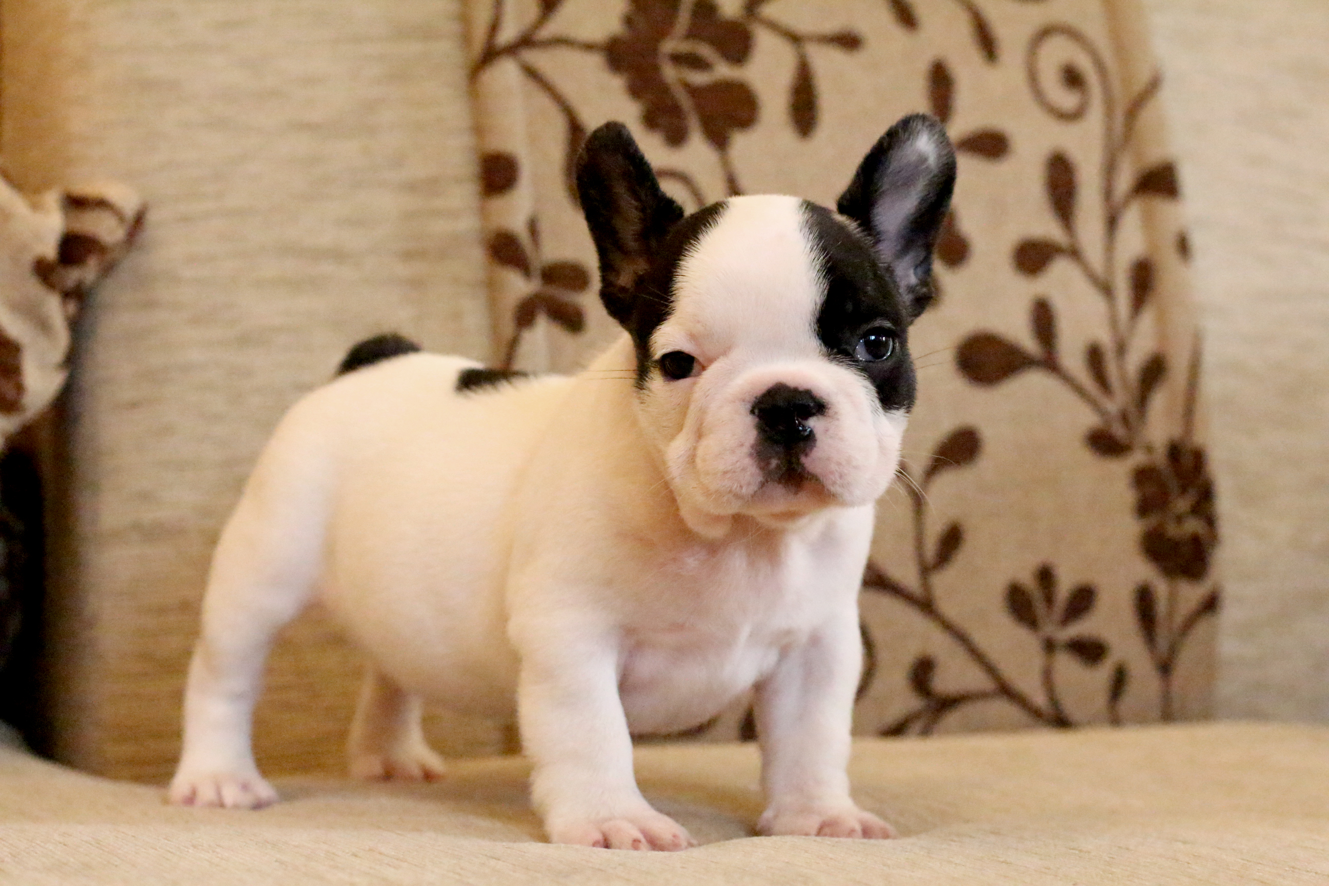 เด็กหญิงหมวยเล็ก เฟรนช์บูลด็อก โครงสร้างสวย หน้าตามึนๆ