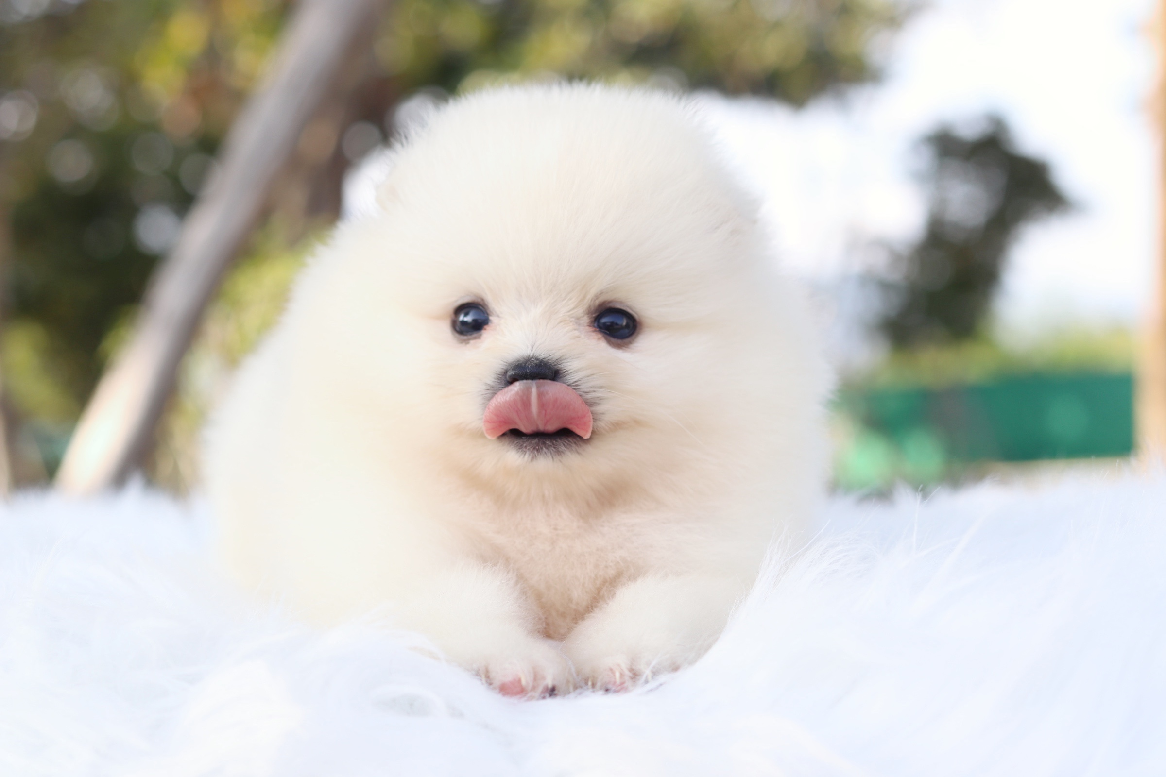 ปอมเมอเรเนียน เพศผู้ สีขาวครีม