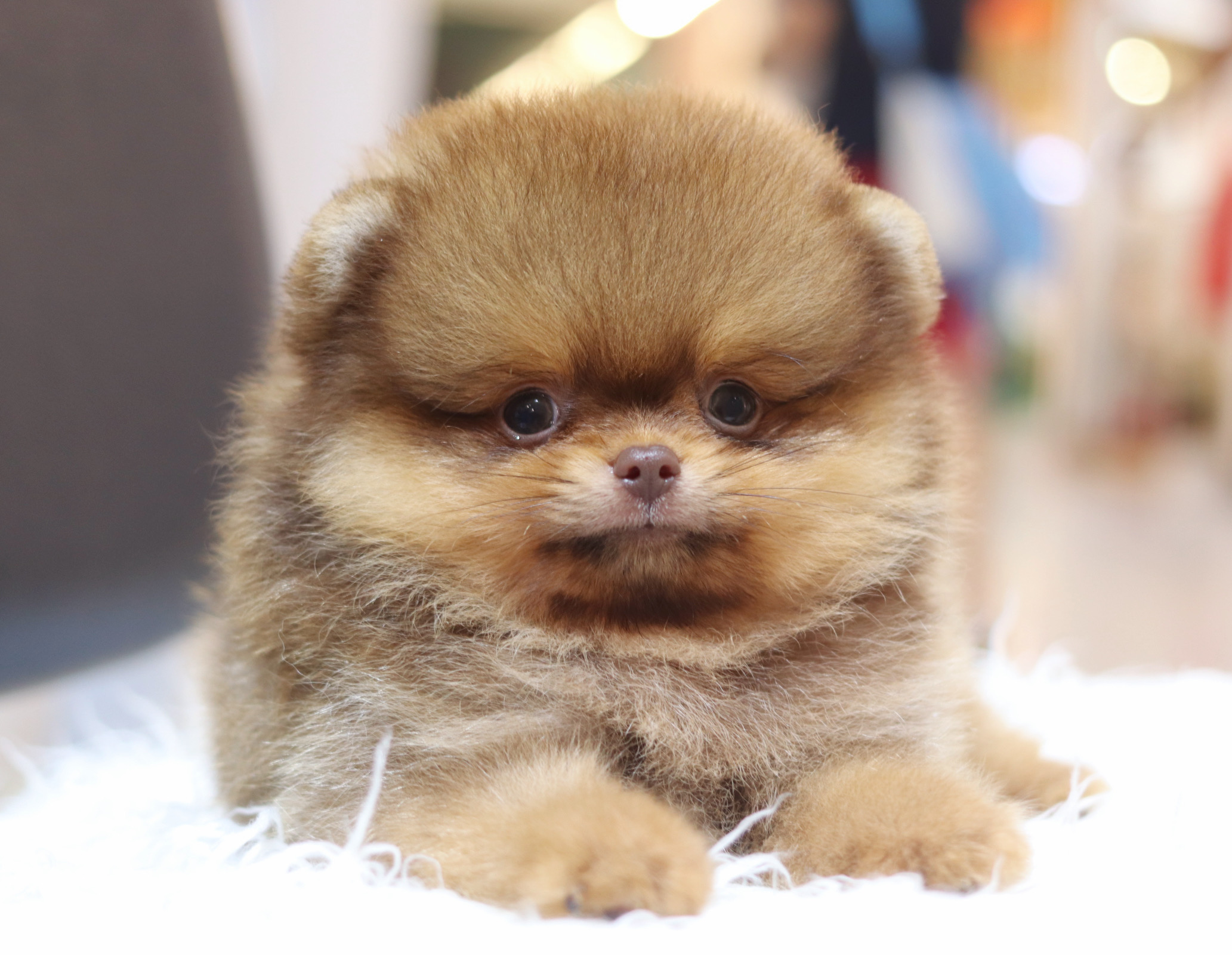 ปอมเมอเรเนียน เพศผู้สีส้ม