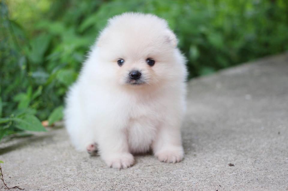 ปอมเมอเรเนียน เพศผู้