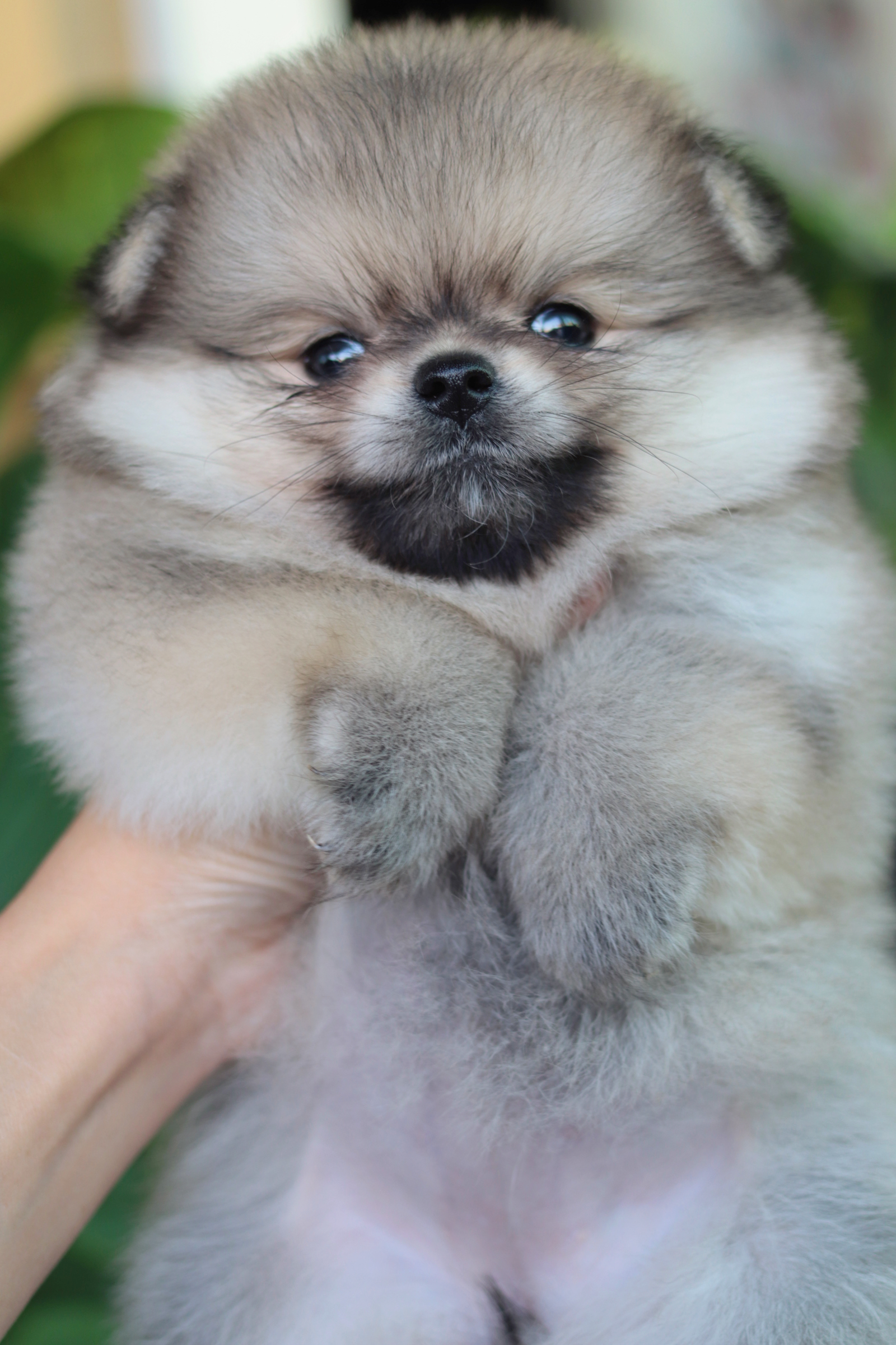 ปอมเมอเรเนียน เพศเมียสีส้ม