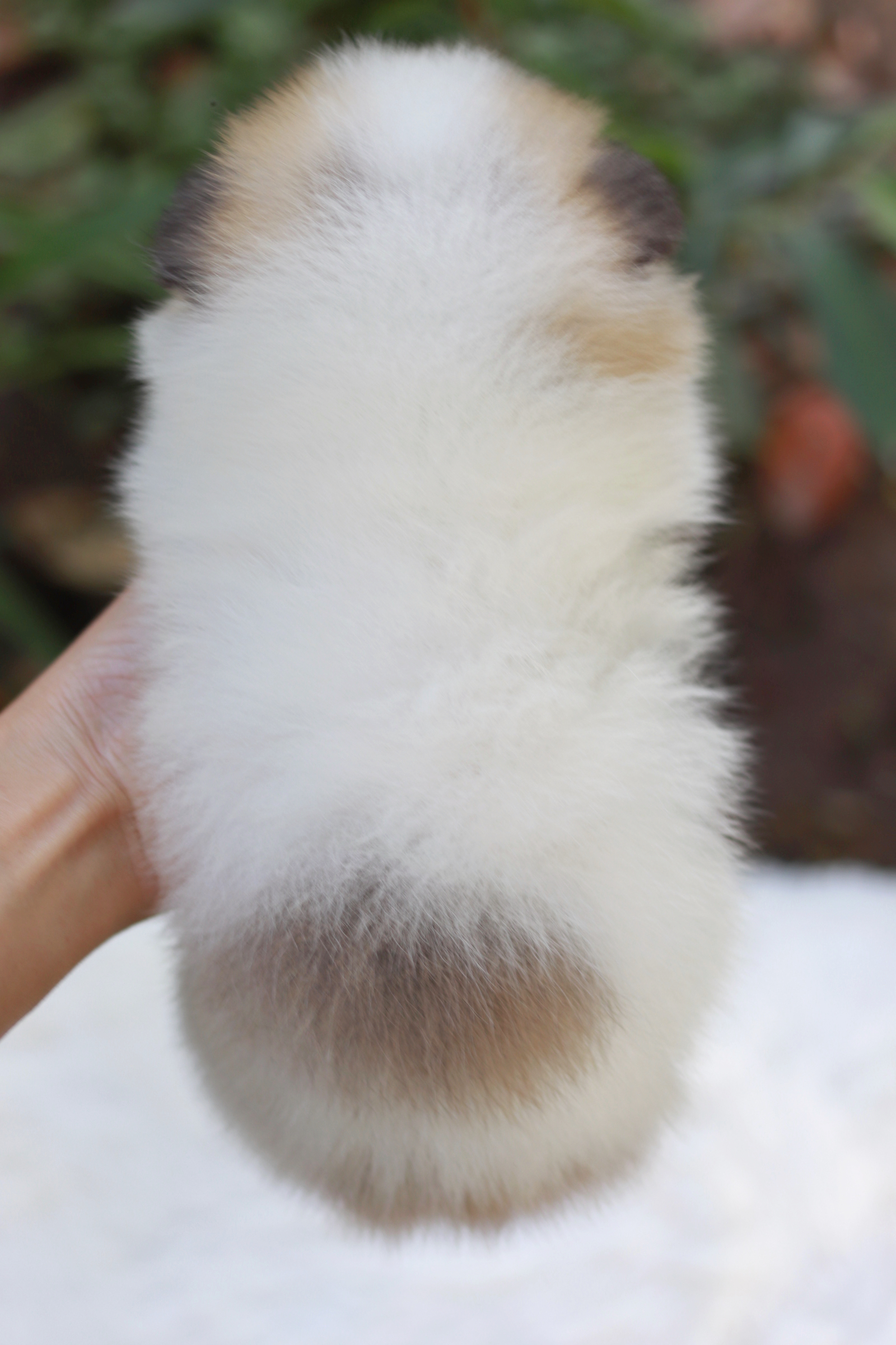 ปอมเมอเรเนียน เพศผู้ สีแฟนซีขนแน่นๆ