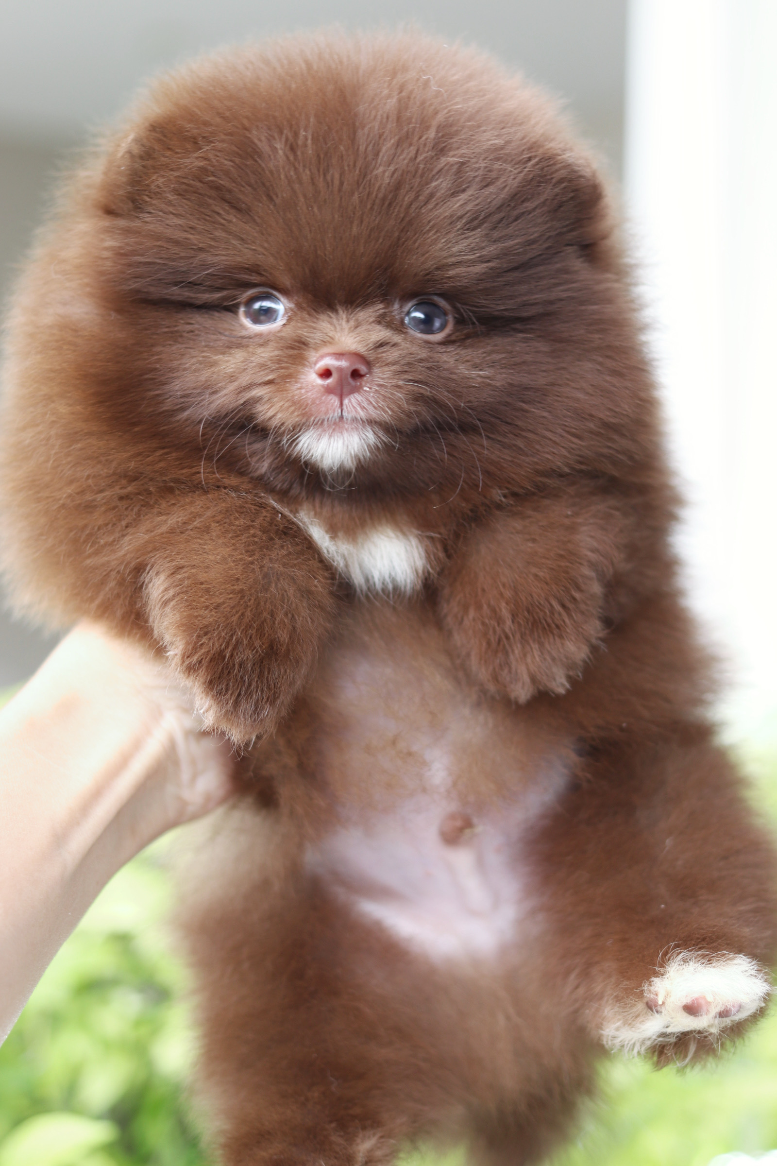 ปอมเมอเรเนียน เพศผู้สีช็อค เกรดโชว์