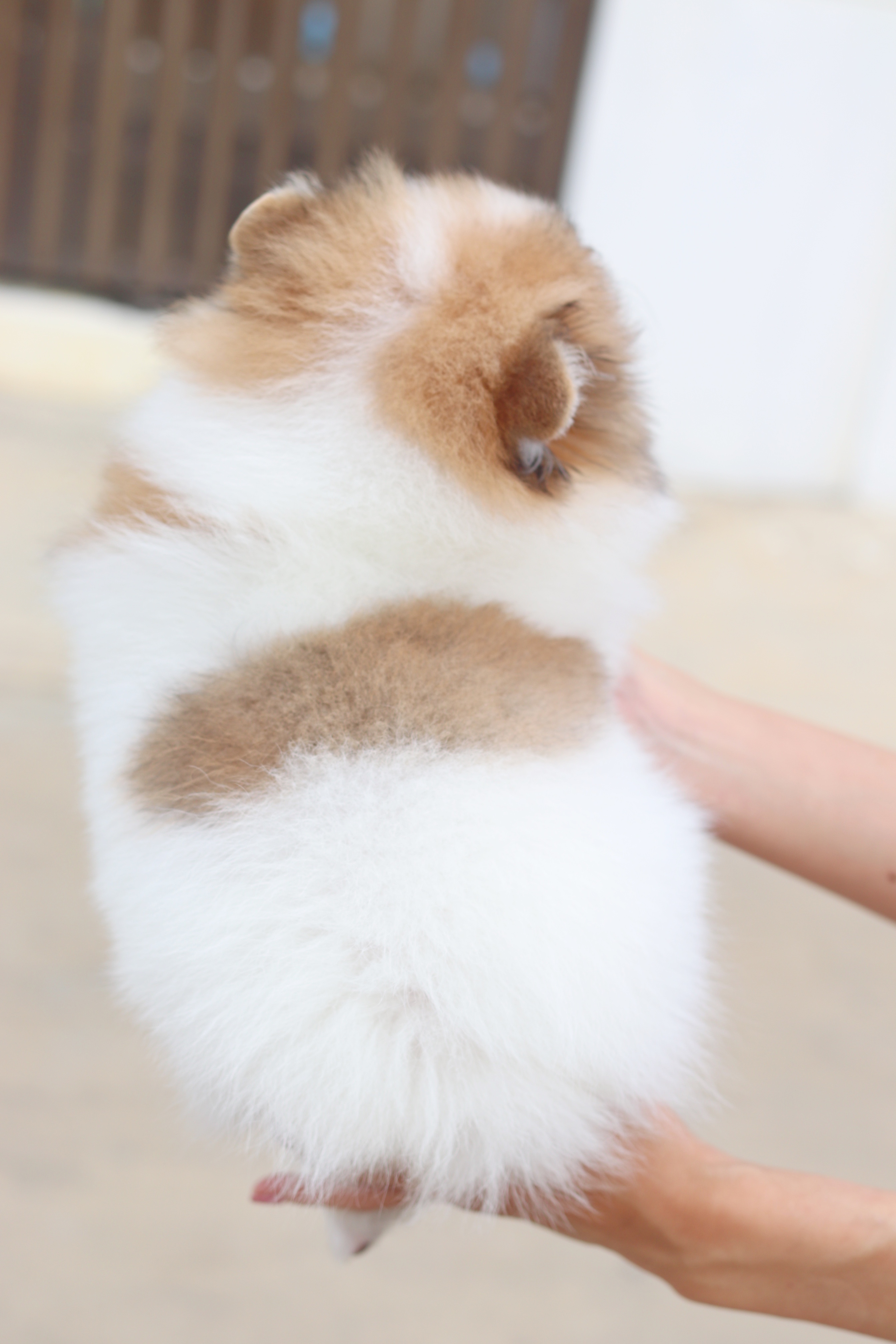 ปอมเมอเรเนียน เพศผู้ แฟนซี