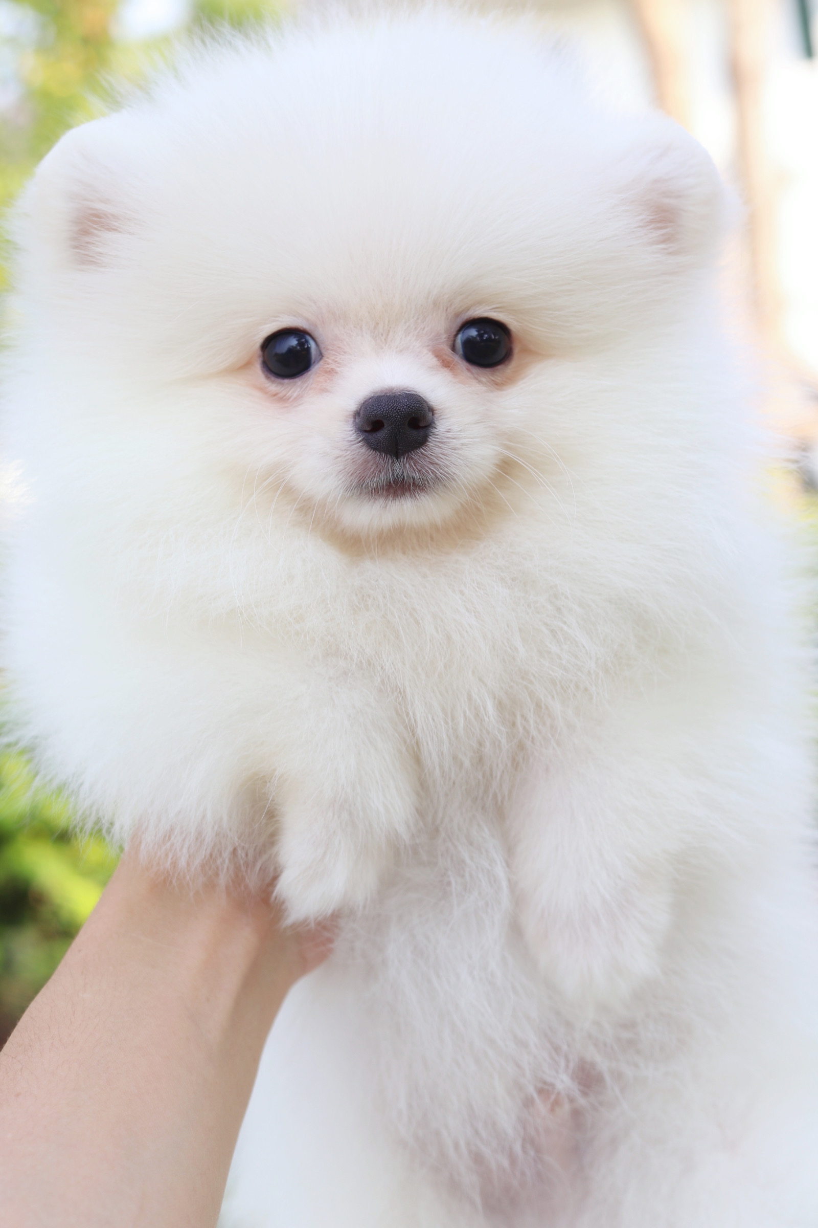 ปอมเมอเรเนียน เพศผู้ สีขาวครีม