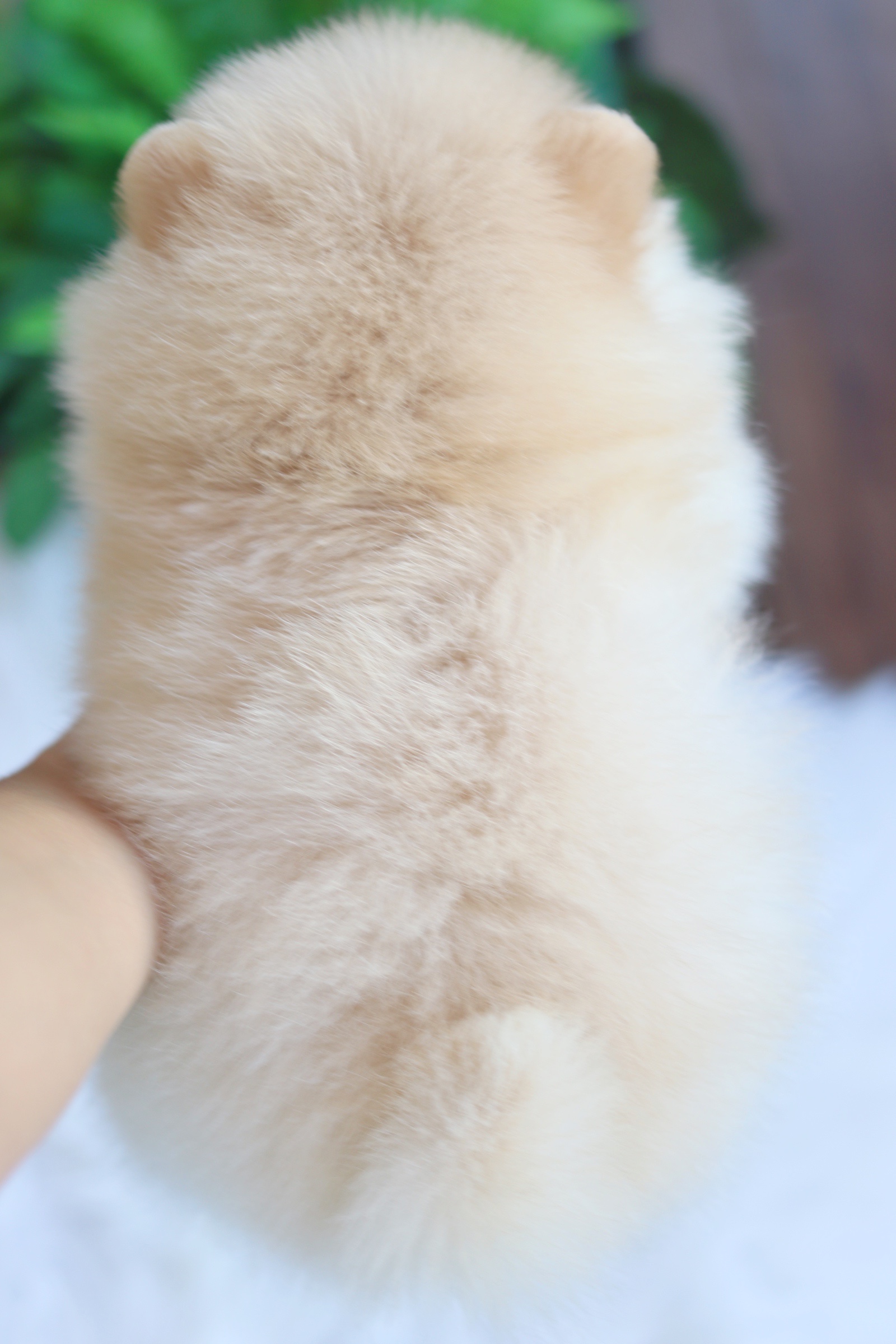 ปอมเมอเรเนียน เพศผู้ขาวครีม