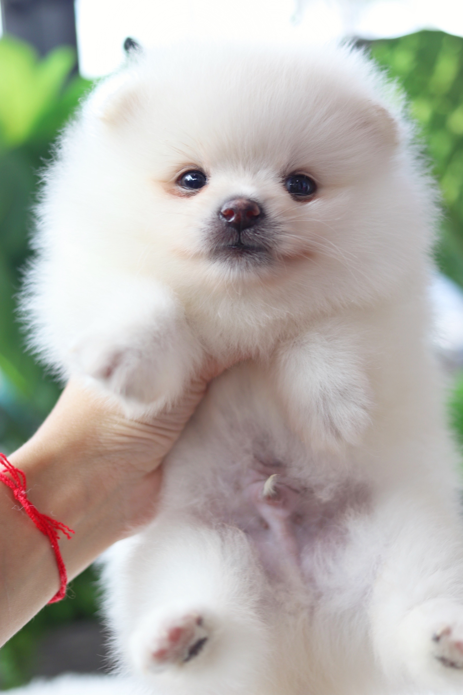 ปอมเมอเรเนียน เพศผู้ สีขาวครีม