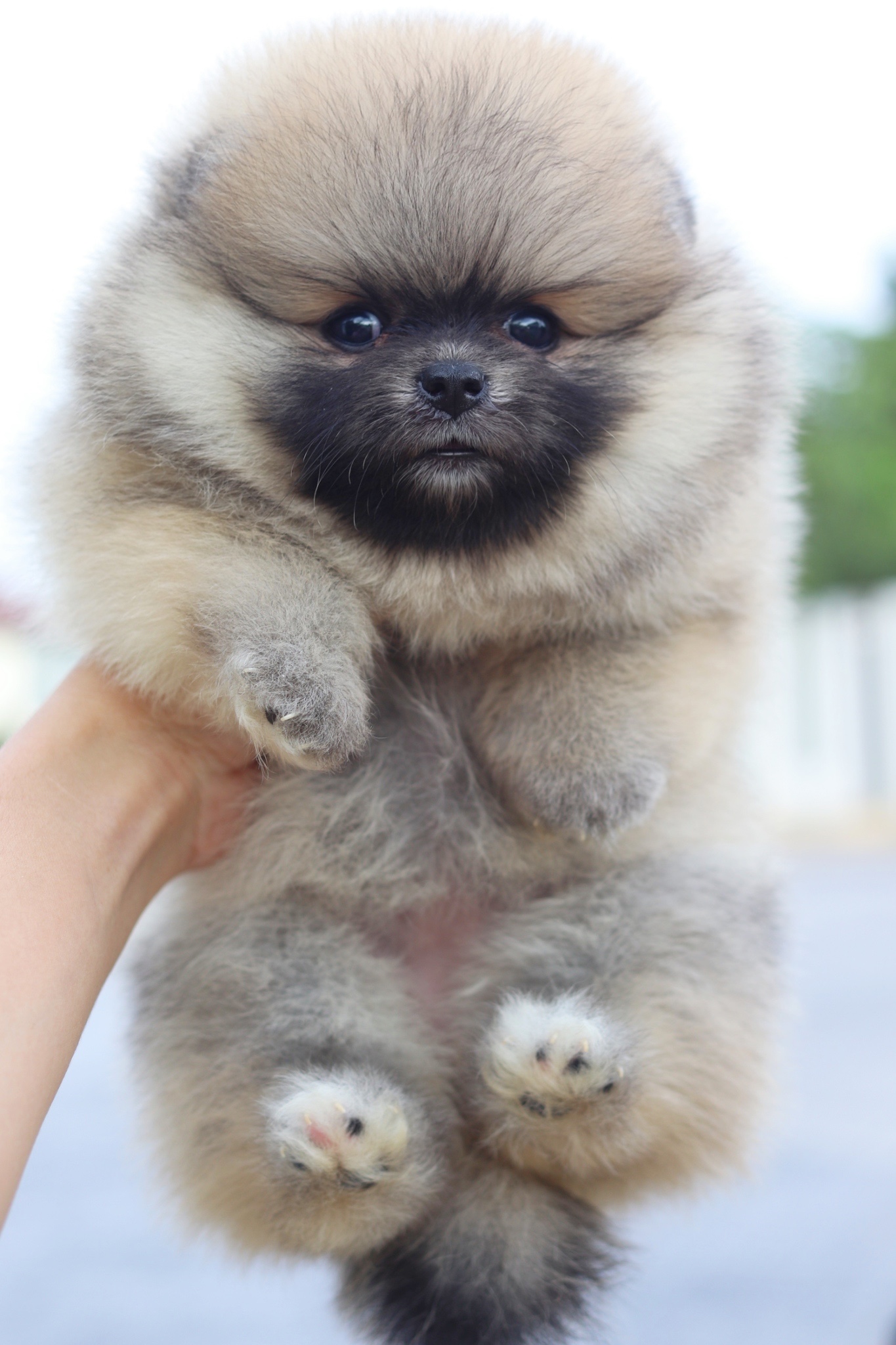 ปอมเมอเรเนียน เพศเมียสีส้ม