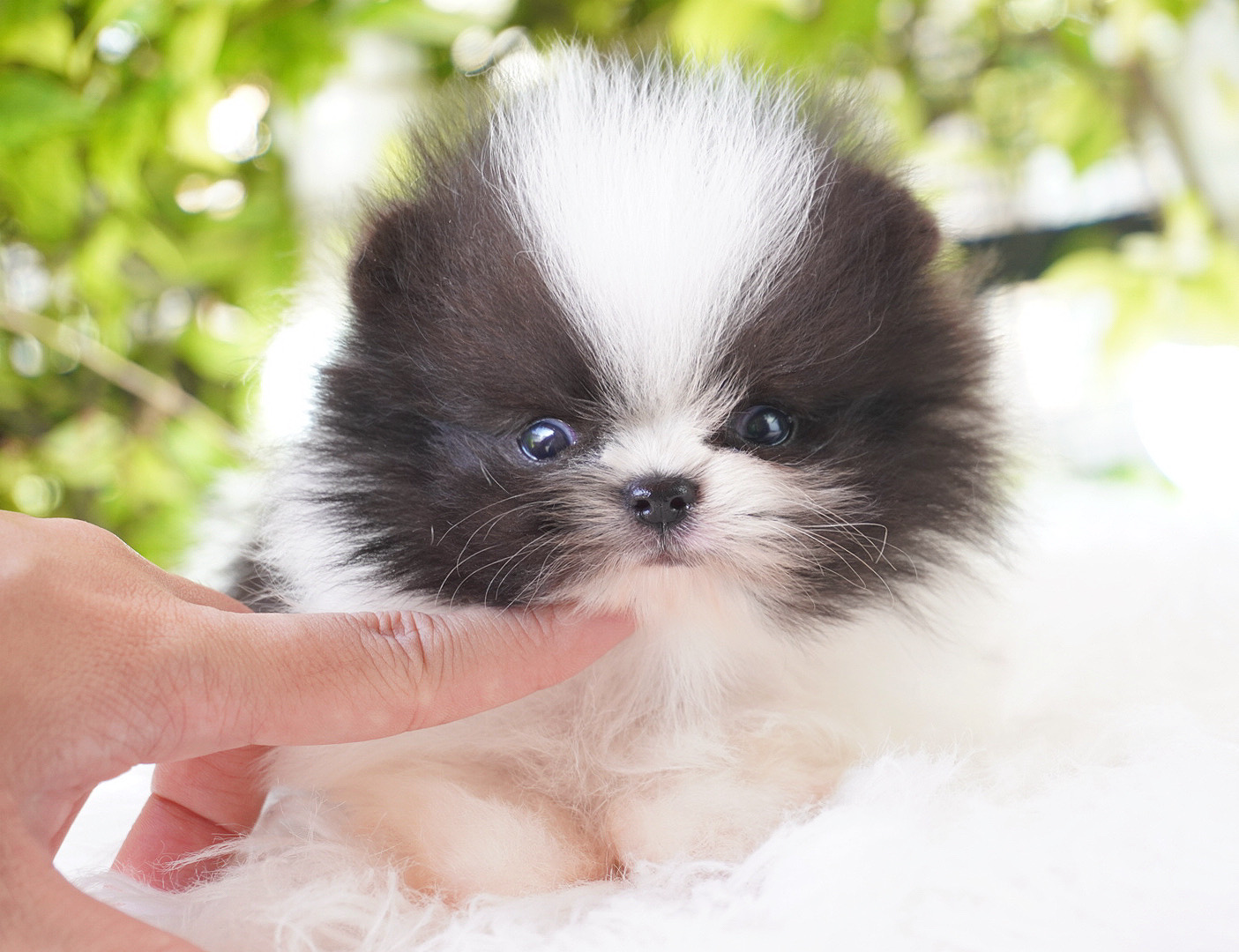 ปอมเมอเรเนียน เพศผู้ สีไตรคัลเลอร์เกรดโชว์