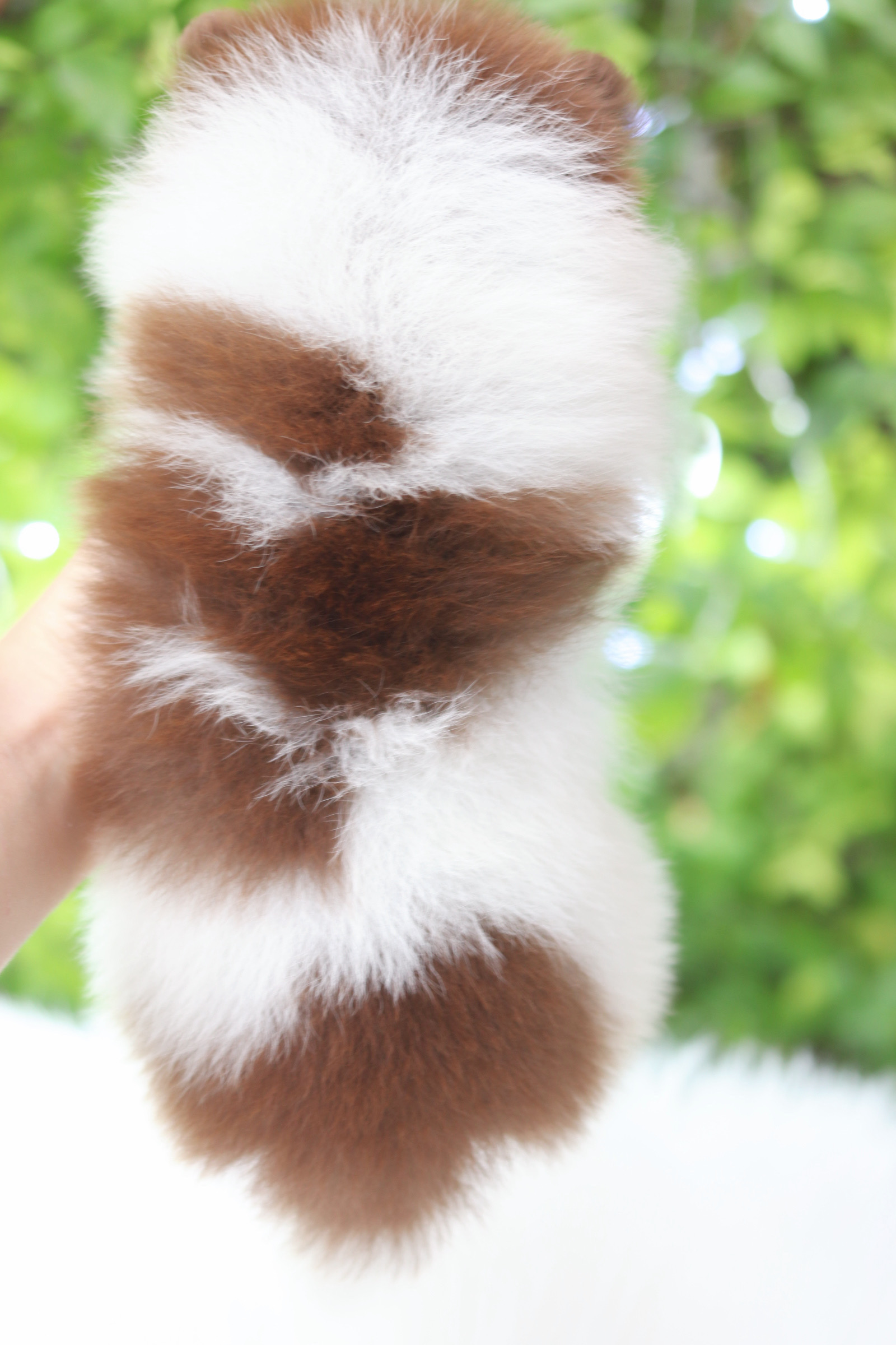 ปอมเมอเรเนียน เพศเมียสีแฟนซี