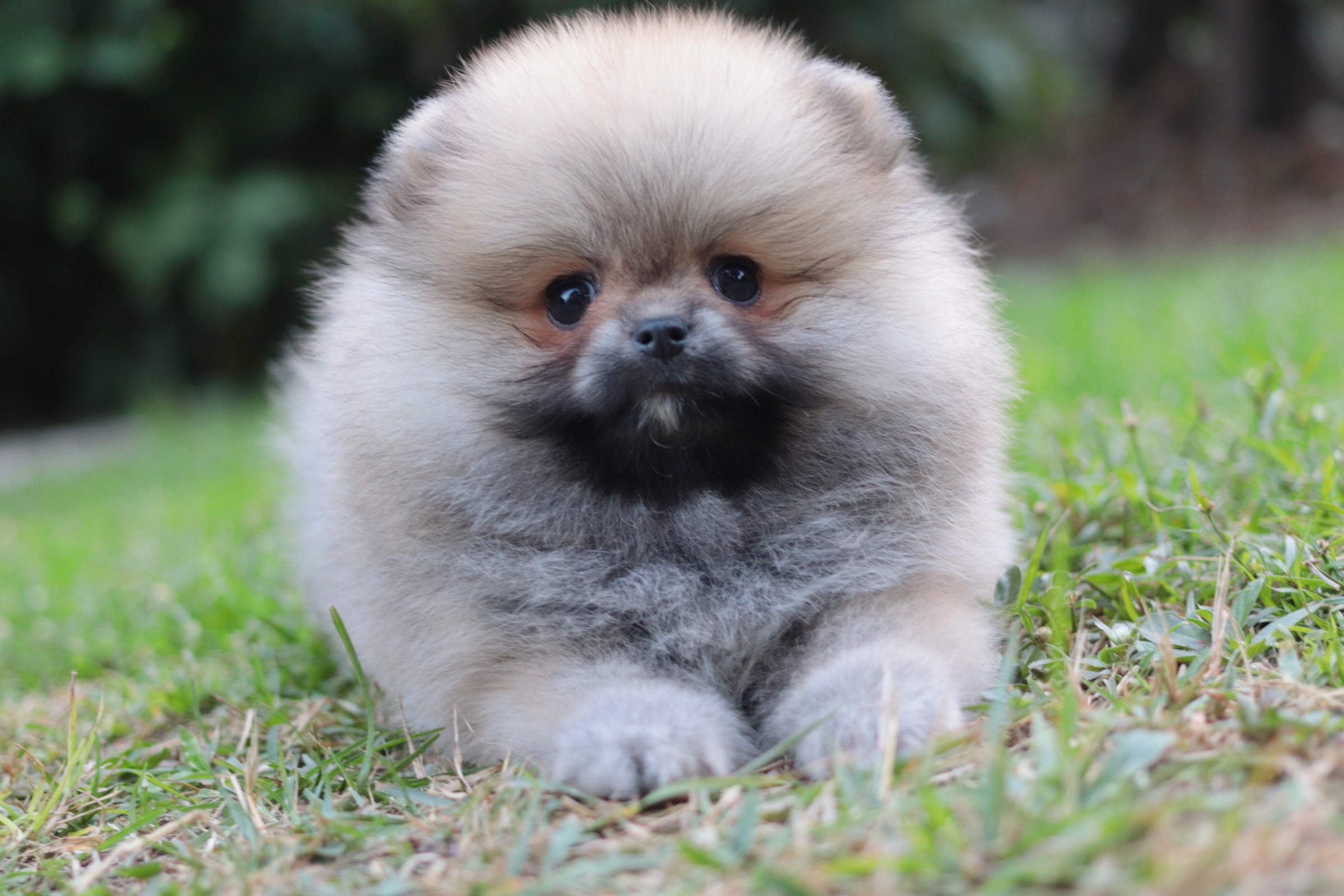 ปอมเมอเรเนียน เพศเมียสีส้ม