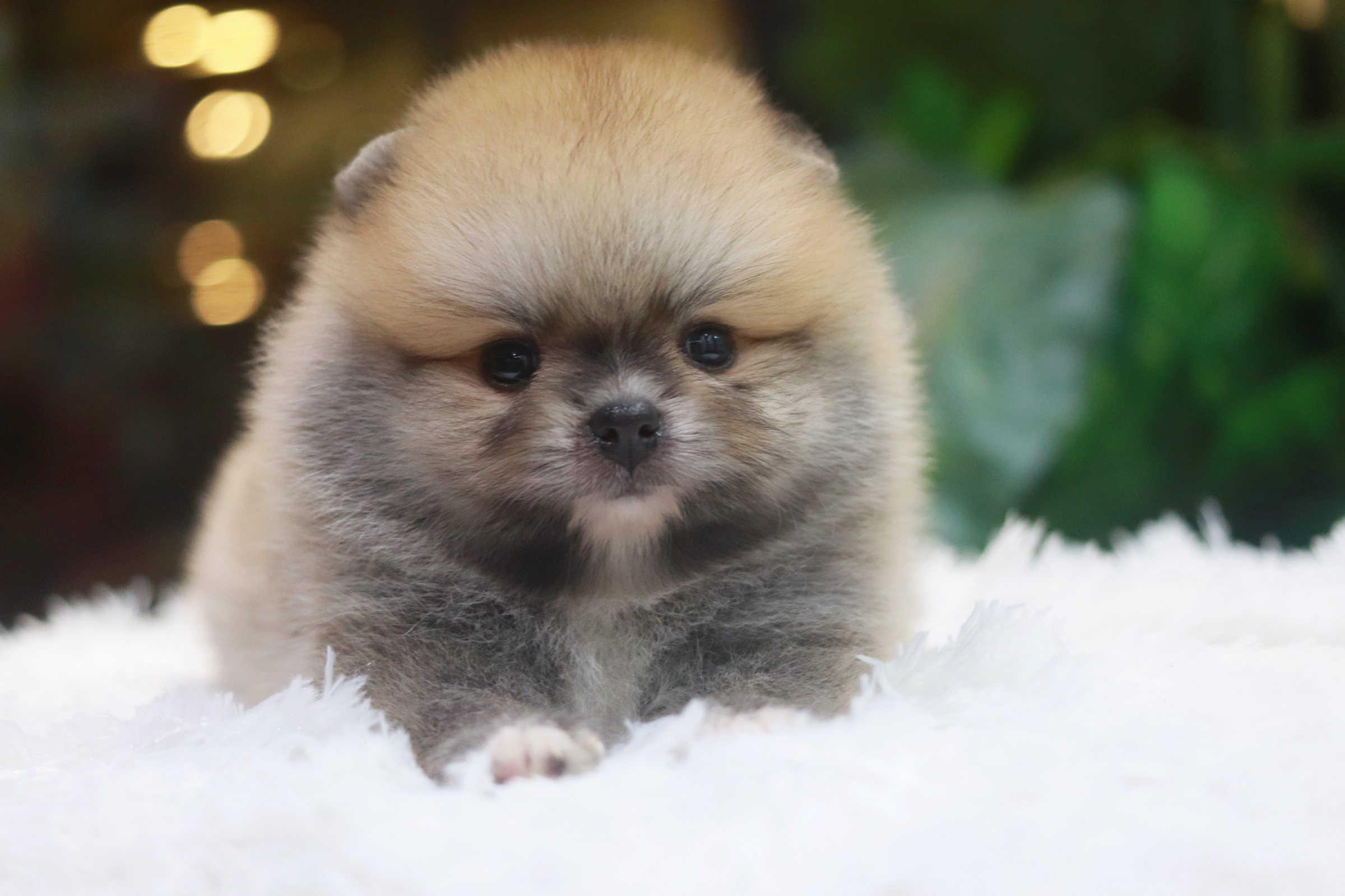 ปอมเมอเรเนียน เพศผู้ สีส้ม หน้าตุ๊กตา