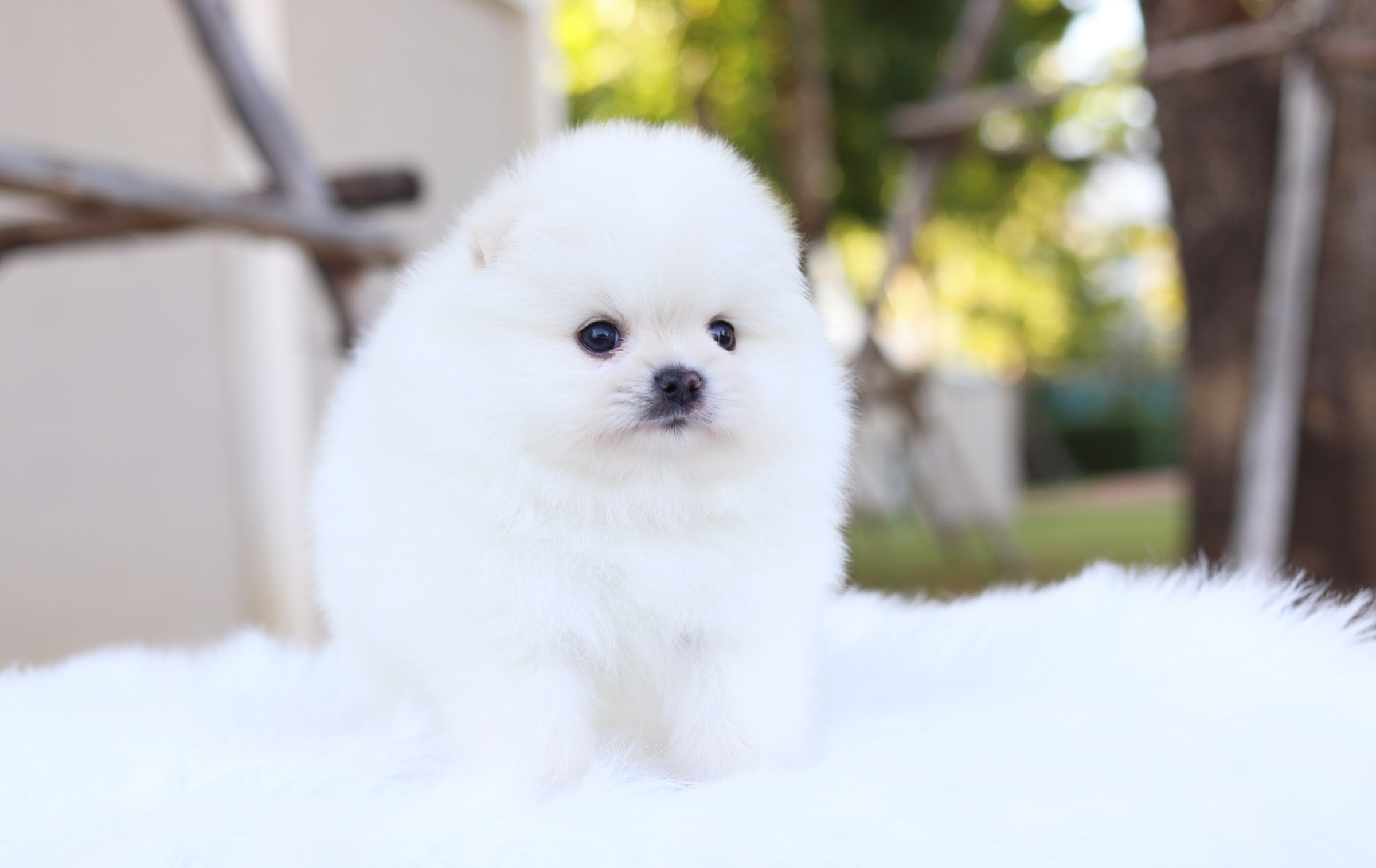 ปอมเมอเรเนียน เพศผู้ สีขาวครีมเกรดโชว์