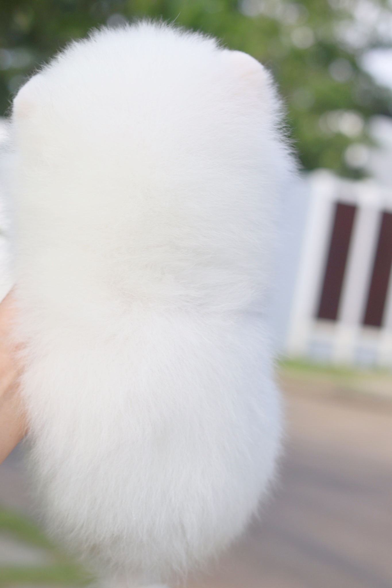 ปอมเมอเรเนียน เพศเมียสีขาวสำลี เกรดโชว์ ไซส์เล็ก