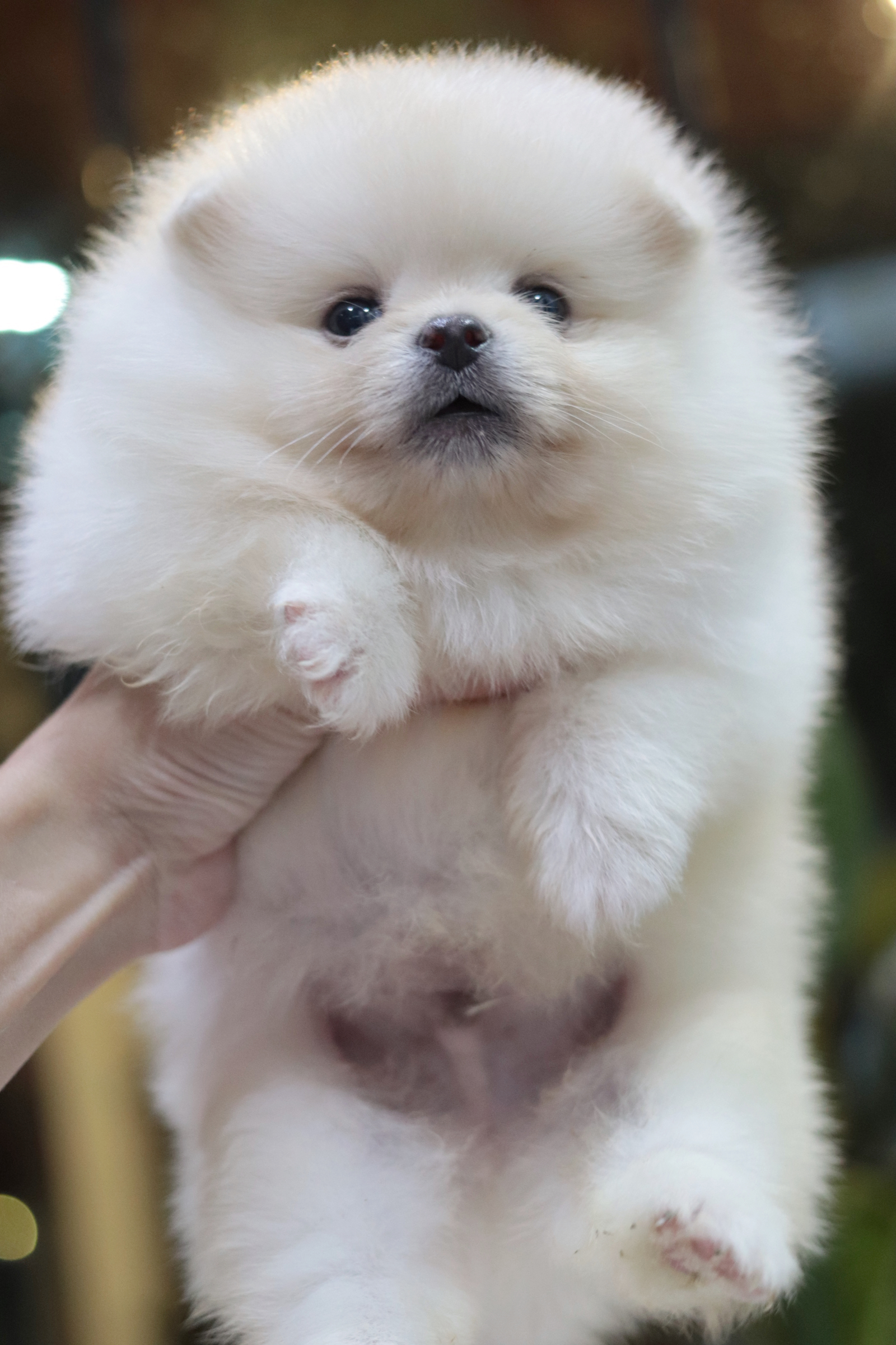 ปอมเมอเรเนียน เพศผู้ สีขาวครีม