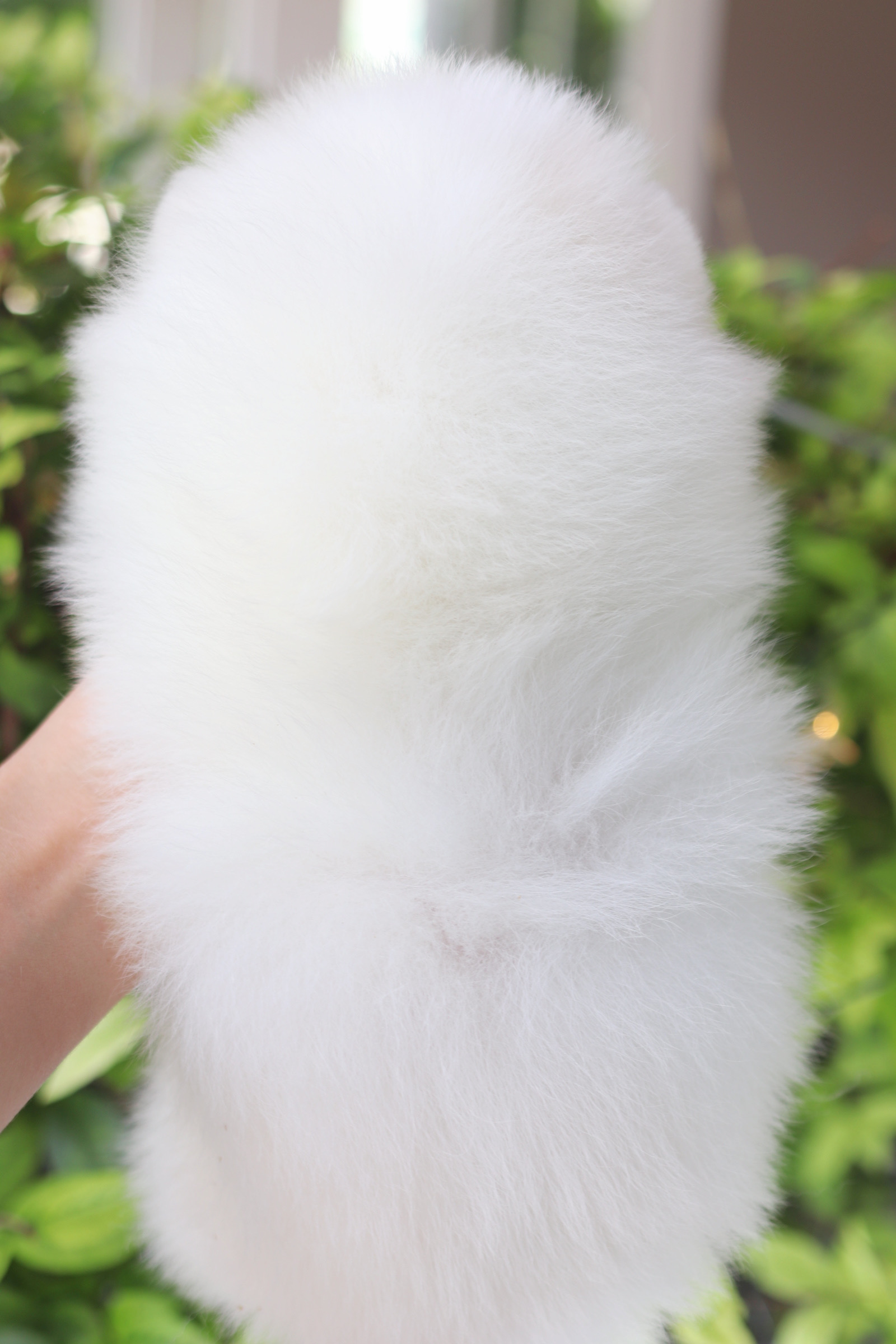 ปอมเมอเรเนียน เพศผู้สีขาวครีม เกรดโชว์