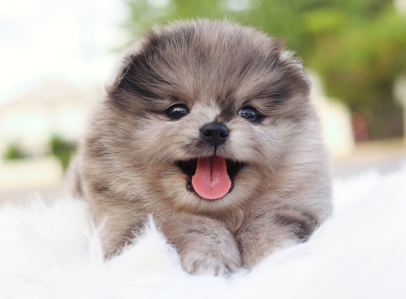 ปอมเมอเรเนียน เพศเมียสีเมอร์เร่