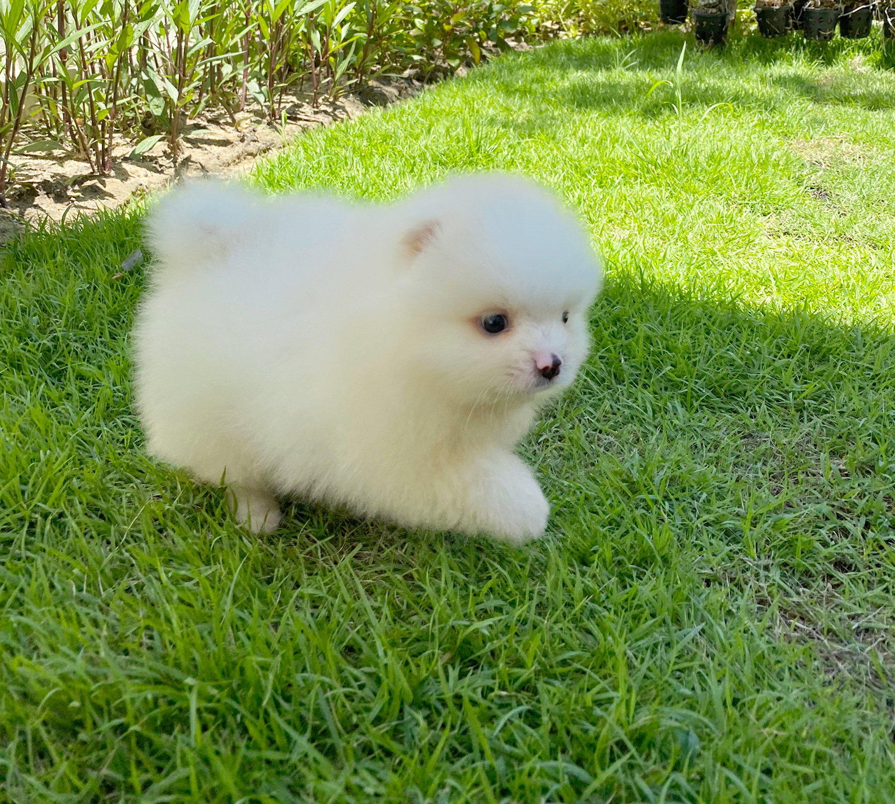 ปอมเมอเรเนียน เพศผู้ สีขาวครีม