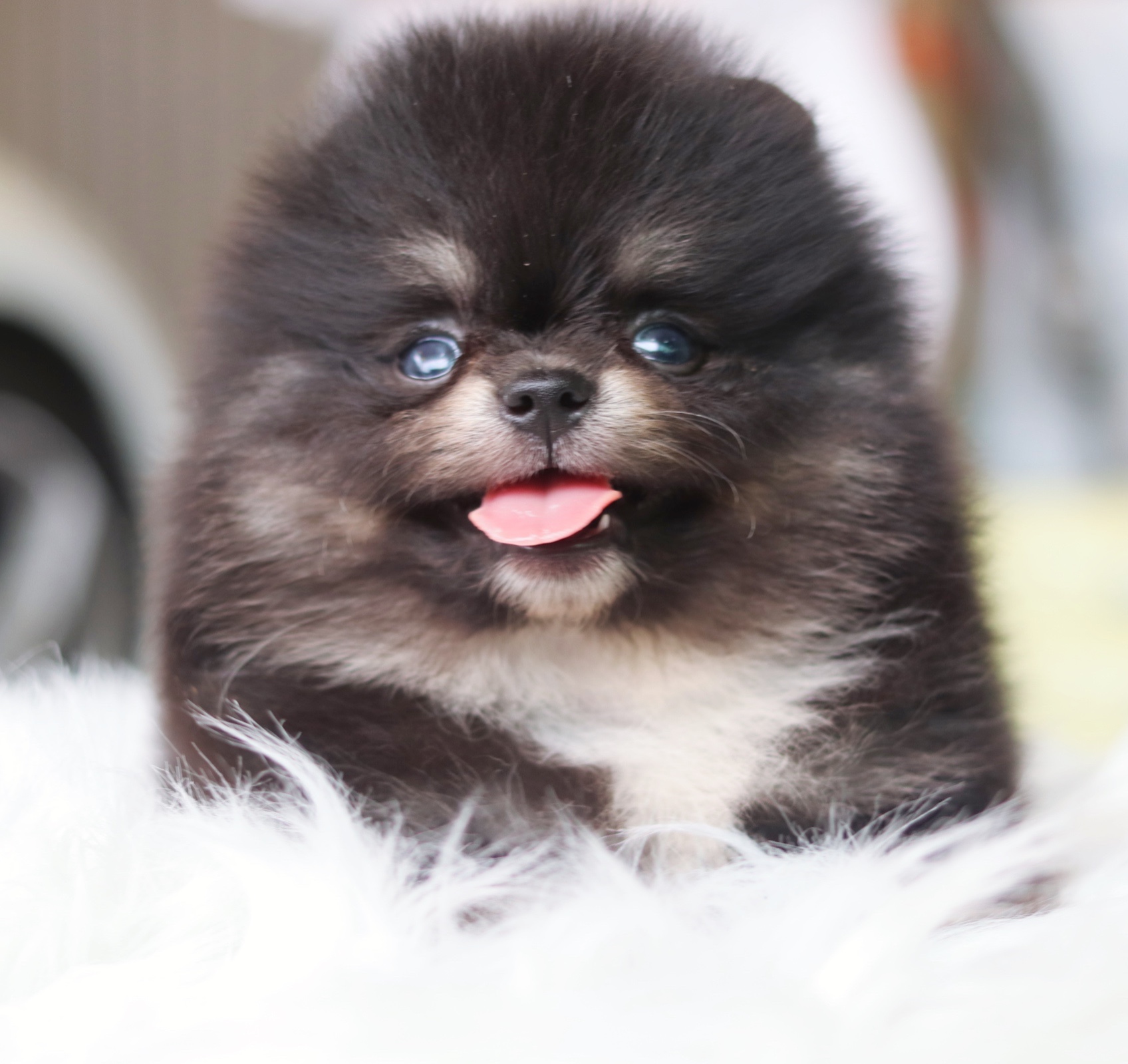 ปอมเมอเรเนียน เพศผู้ สีแบล็คแทน
