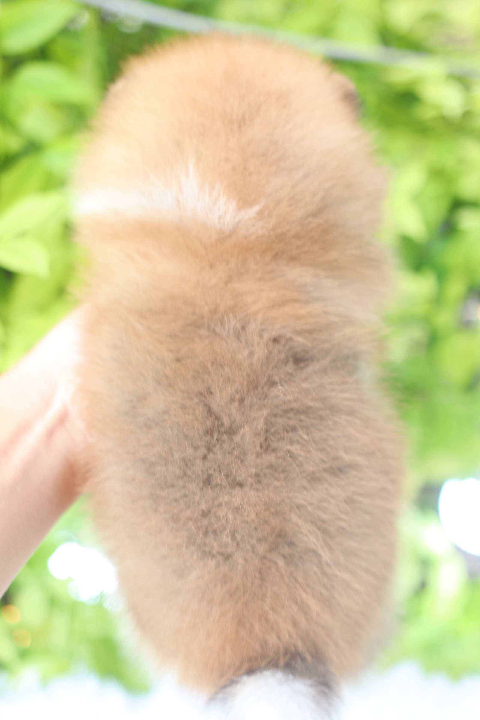 ปอมเมอเรเนียน เพศผู้ สีแฟนซีเกรดโชว์