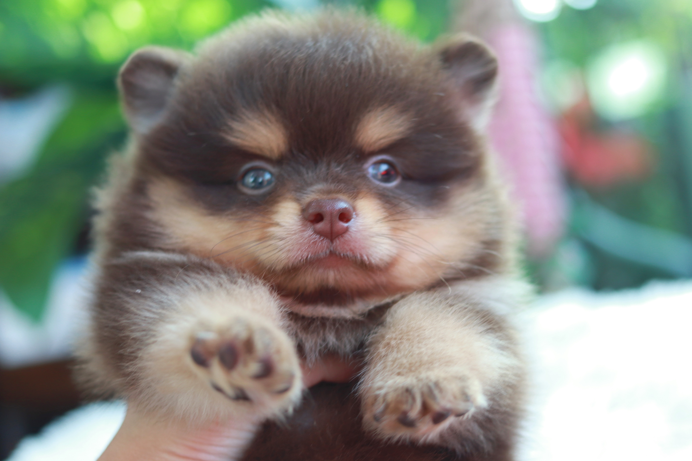 ปอมเมอเรเนียน เพศผู้ ช็อคแทน