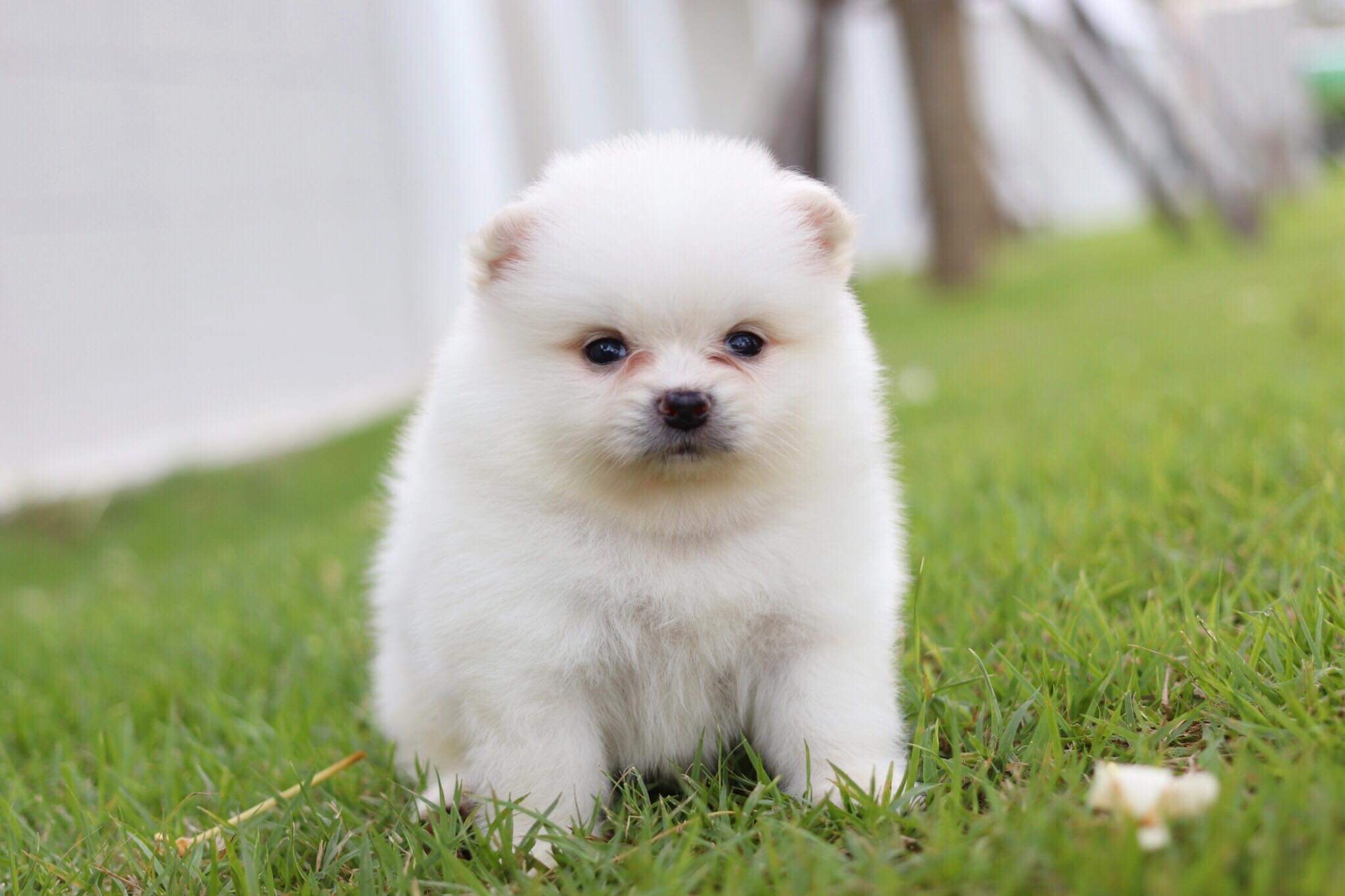 ปอมเมอเรเนียน เพศเมีย