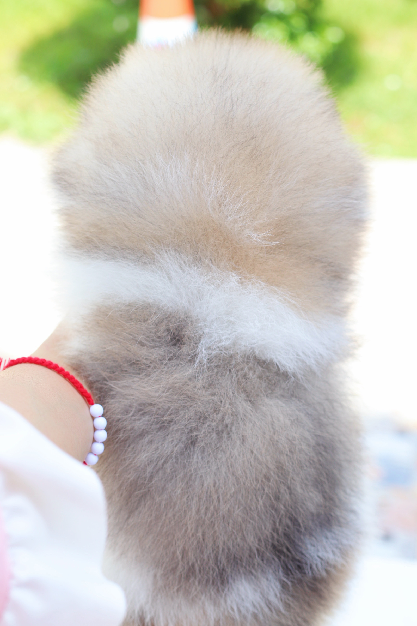 ปอมเมอเรเนียน เพศผู้สีแฟนซี เกรดโชว์