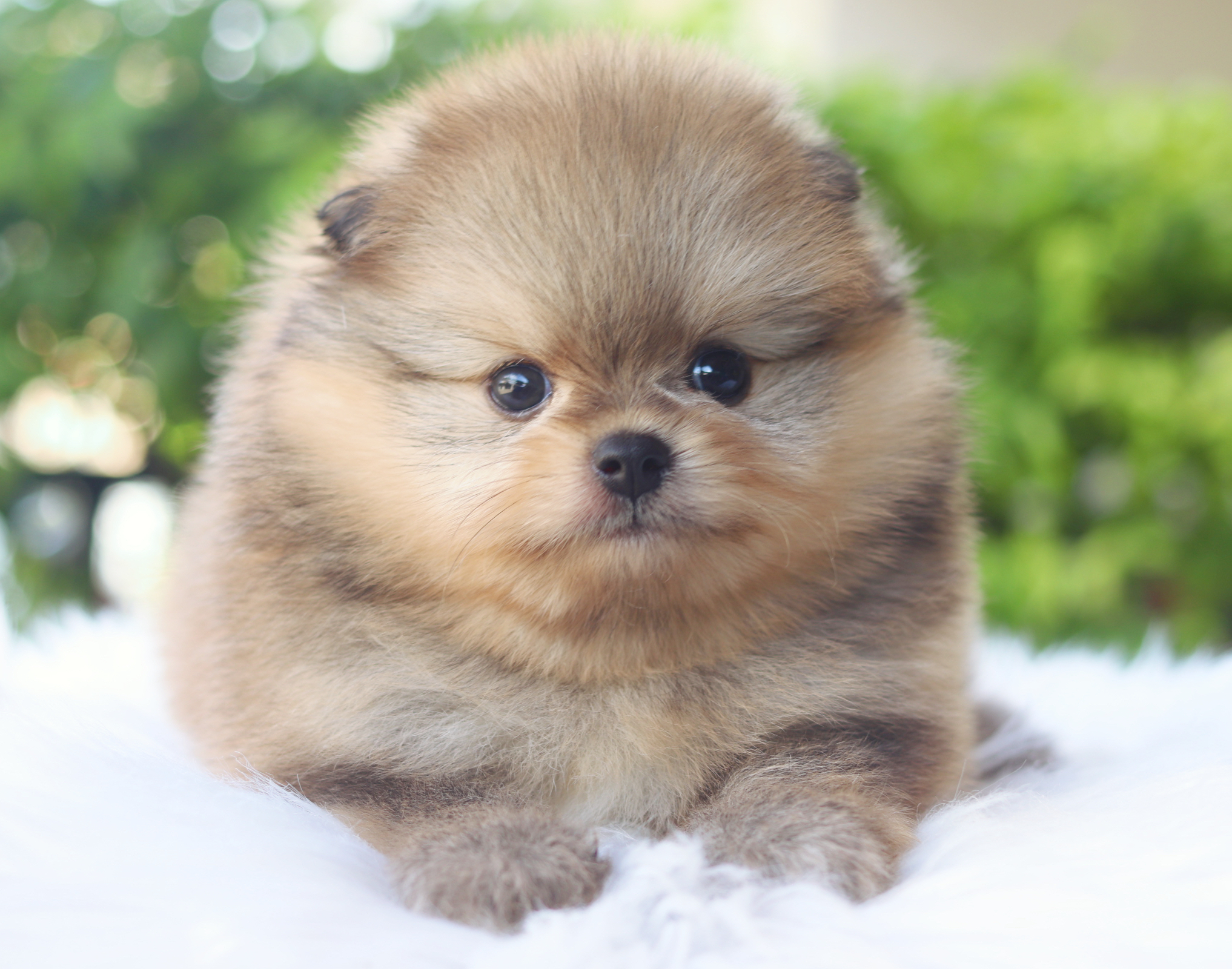 ปอมเมอเรเนียน เพศผู้สีส้ม