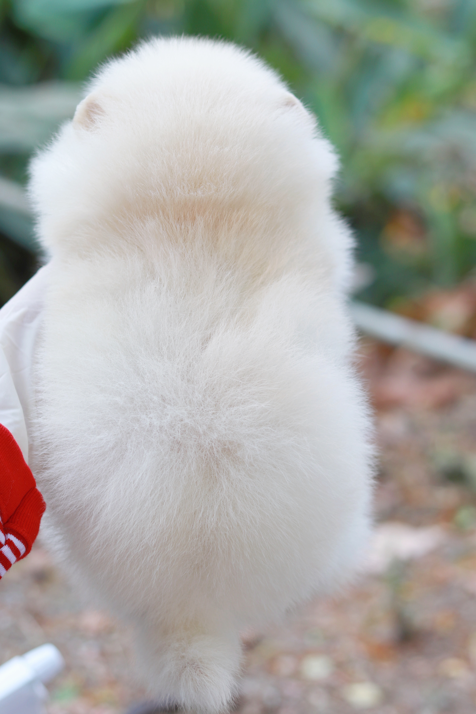 ปอมเมอเรเนียน เพศเมีย ไซส์เล็ก