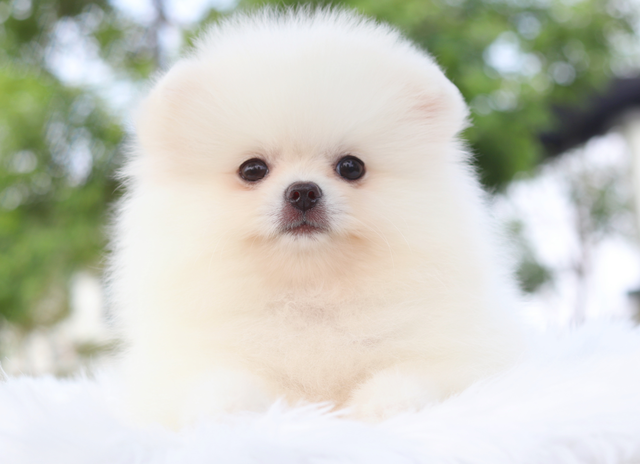 ปอมเมอเรเนียน เพศเมียสีขาวครีม