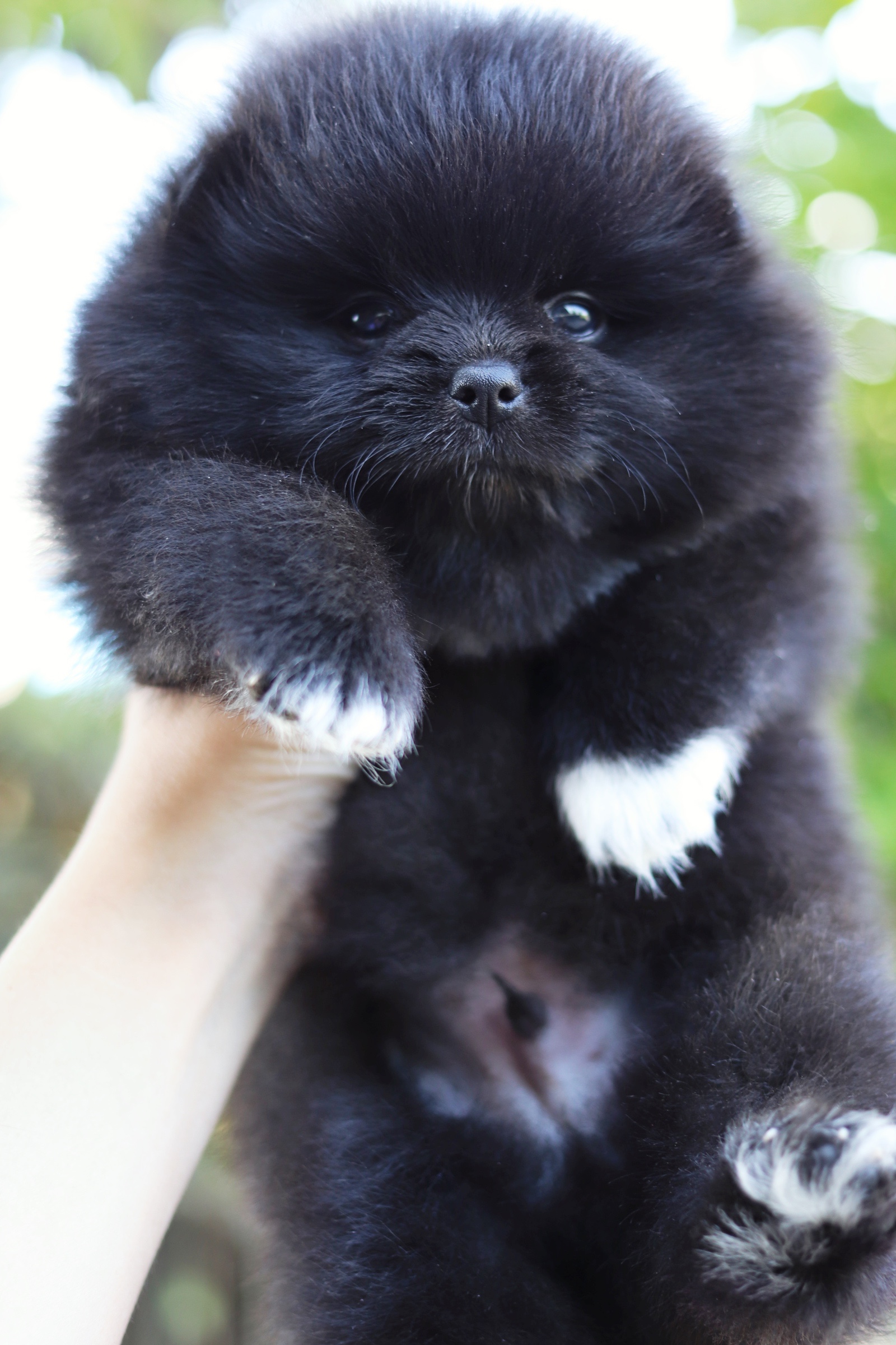 ปอมเมอเรเนียน เพศผู้ สีดำ