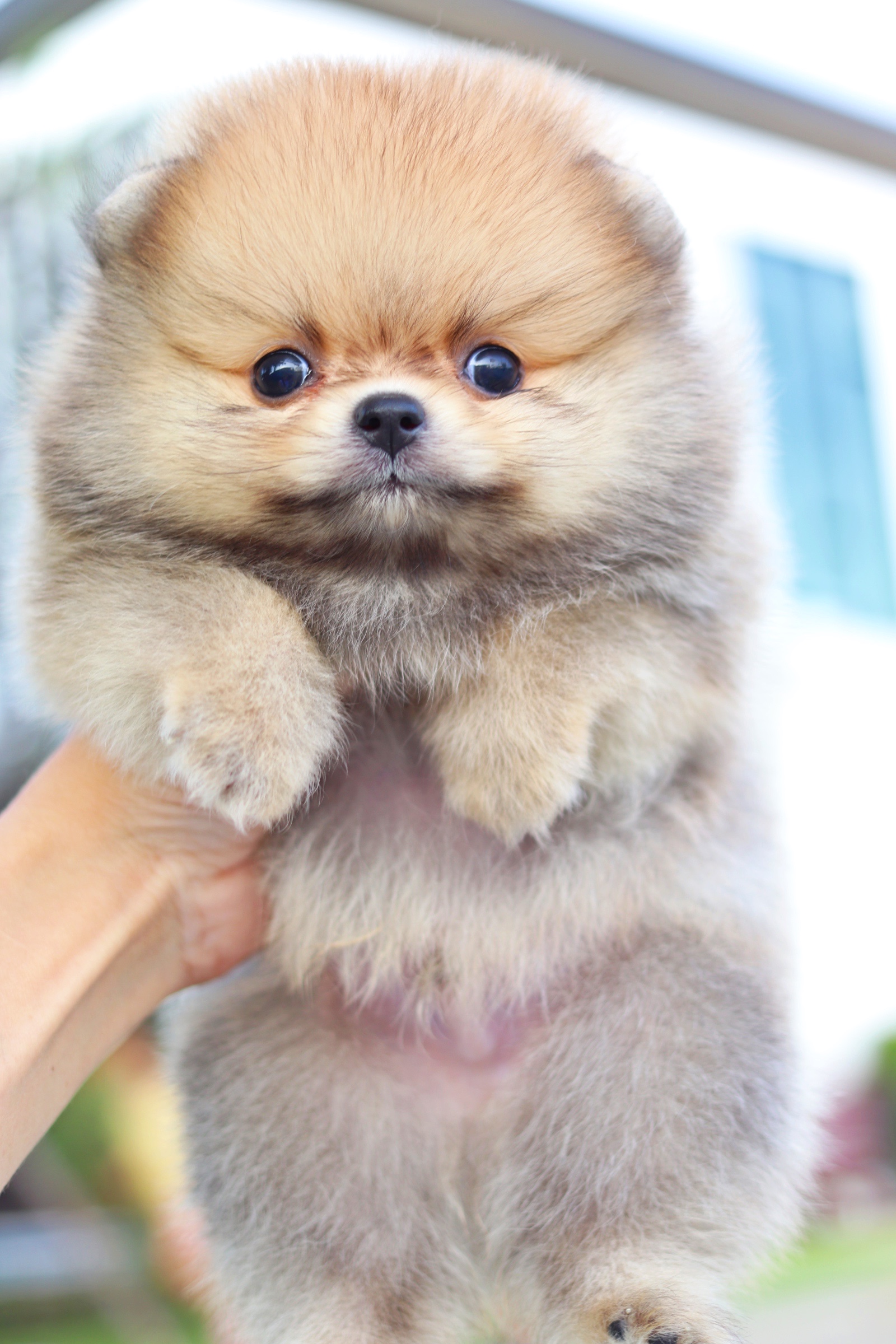 ปอมเมอเรเนียน เพศผู้ สีส้ม ไซส์เล็ก