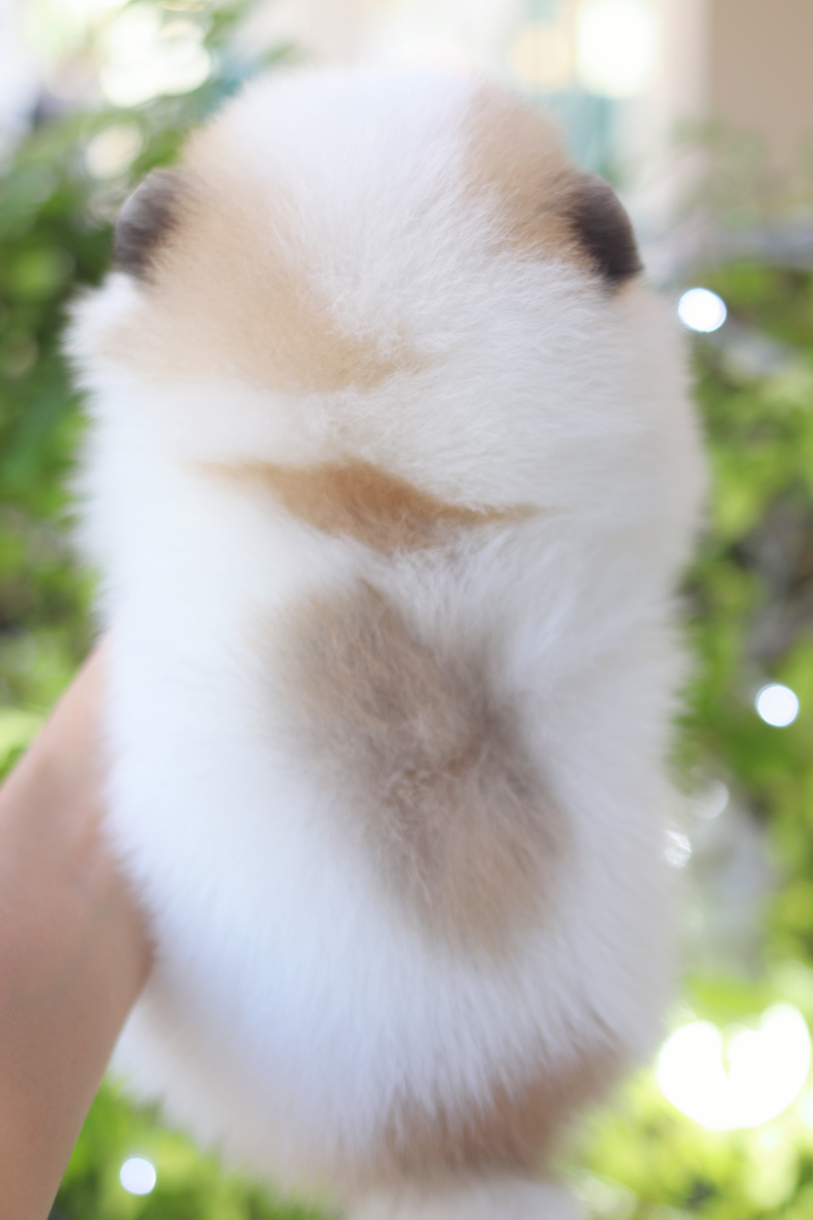 ปอมเมอเรเนียน เพศเมียสีแฟนซีเกรดโชว์