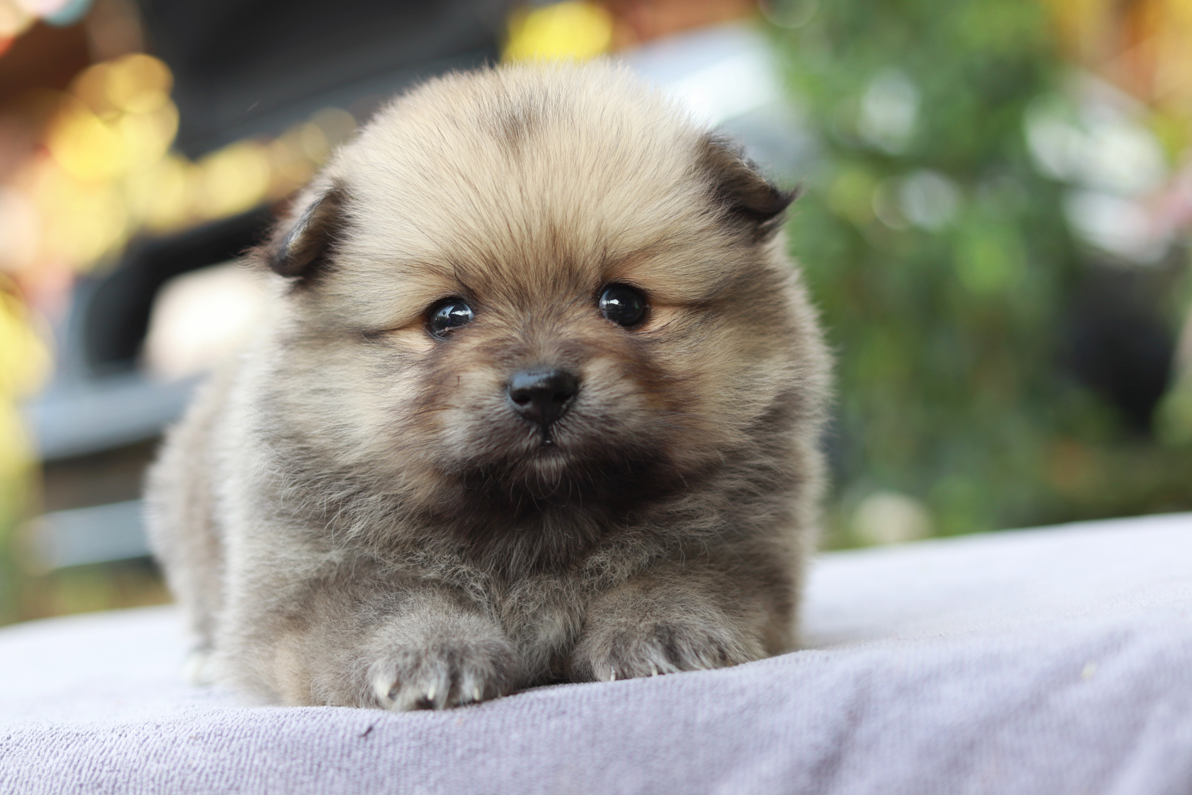 ปอมเมอเรเนียน เพศเมีย