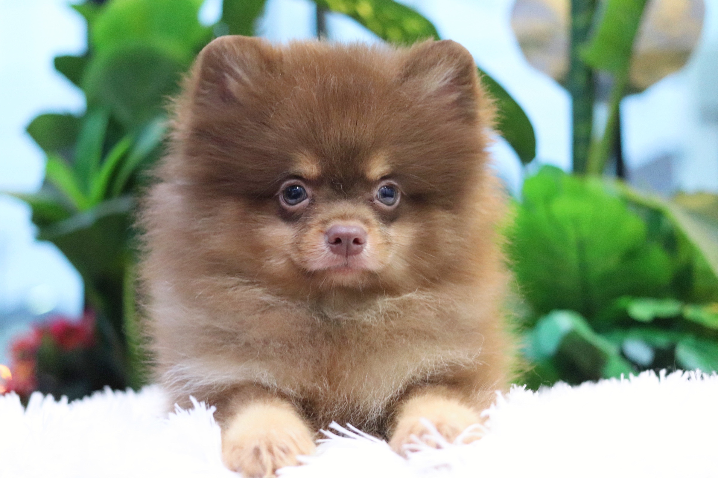 ปอมเมอเรเนียน เพศผู้ สีช็อคโกแลต&แทน