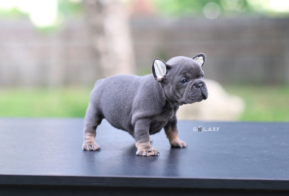 ตัวเมีย สีบลูแทนสีพิเศษ หัวโตๆโครงสร้างดี หน้าใหญ่ ริงเกิลเต็ม สวยทั้งสีทั้งโครงสร้าง ใครกำลังมองหาตัวเมียที่มีออร่าแบบนี้พลาดไม่ได้ค่ะ, ได้รับการฉีดวัคซีนรวมป้องกัน5โรค ,สุนัขร่างกายสมบูรณ์แข็งแรง สุขภาพจิตดีทุกตัว 092-9918888