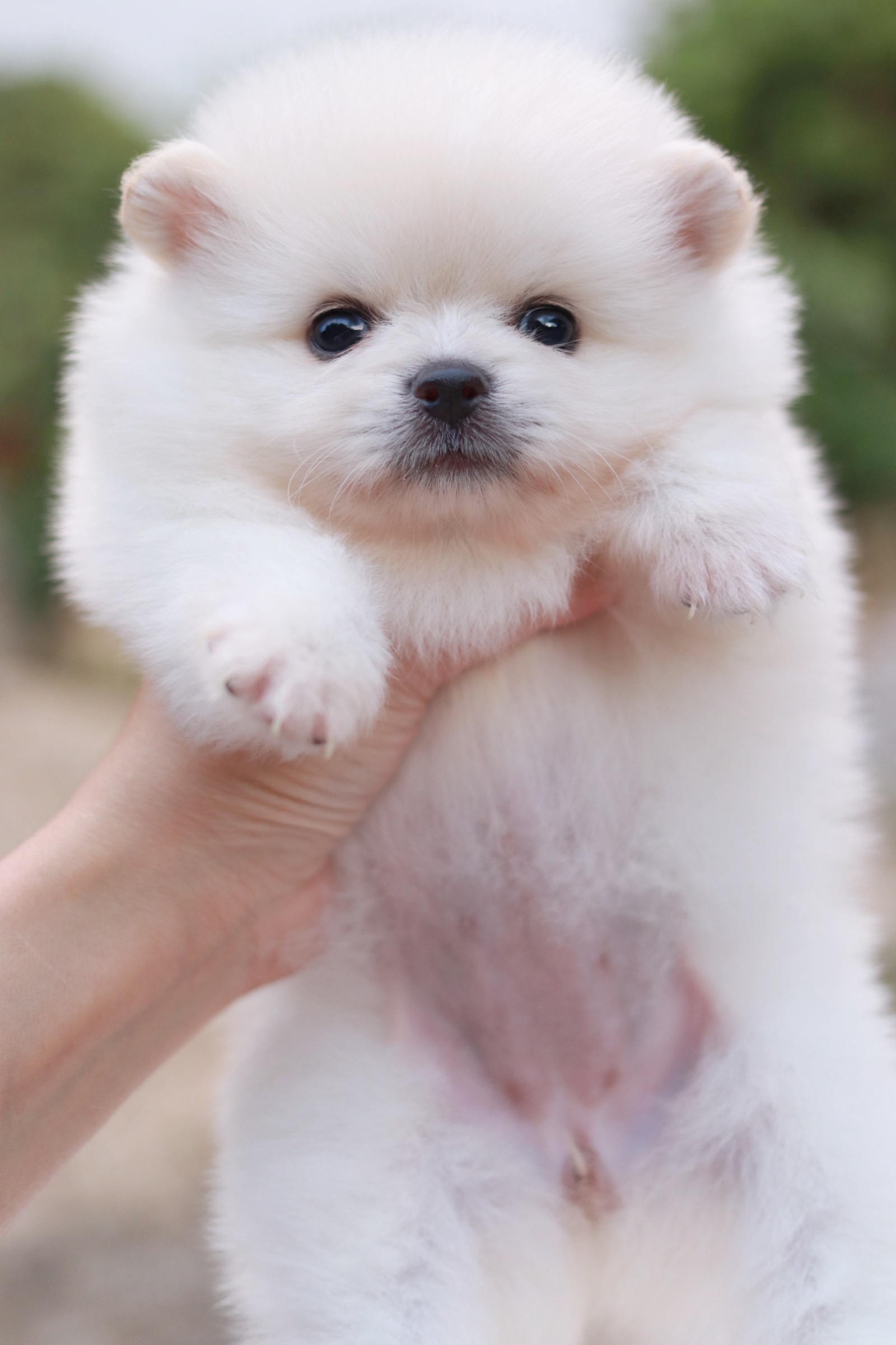 ปอมเมอเรเนียน เพศเมียสีขาวครีม