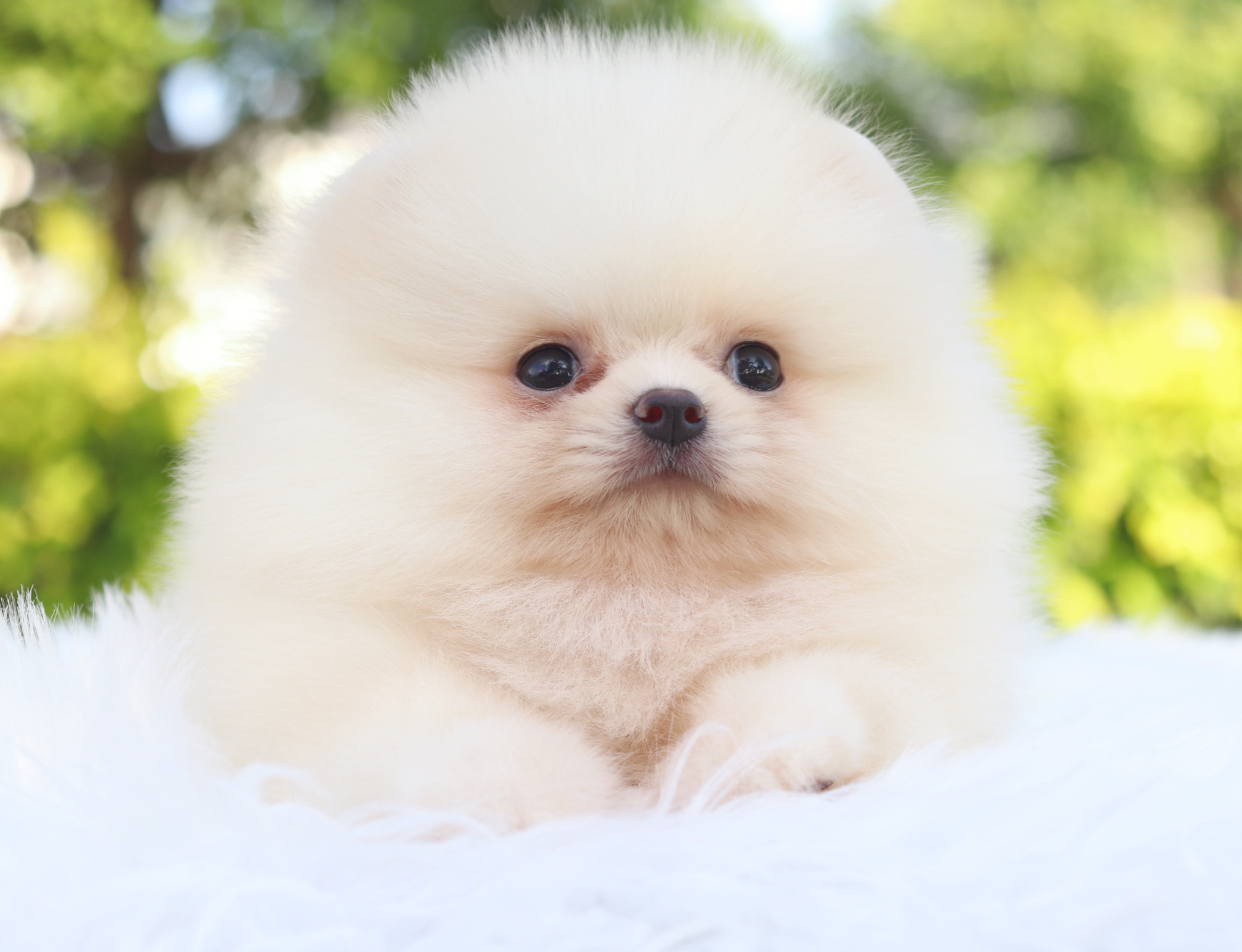 ปอมเมอเรเนียน เพศเมีย สีครีม เกรดโชว์