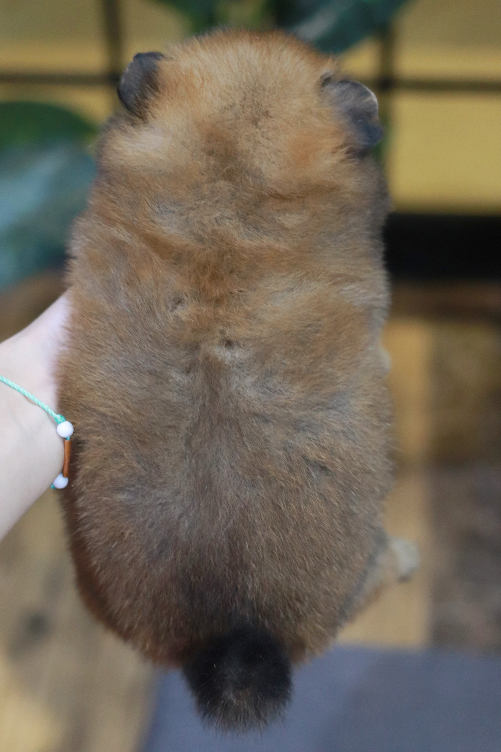 ปอมเมอเรเนียน เพศเมีย