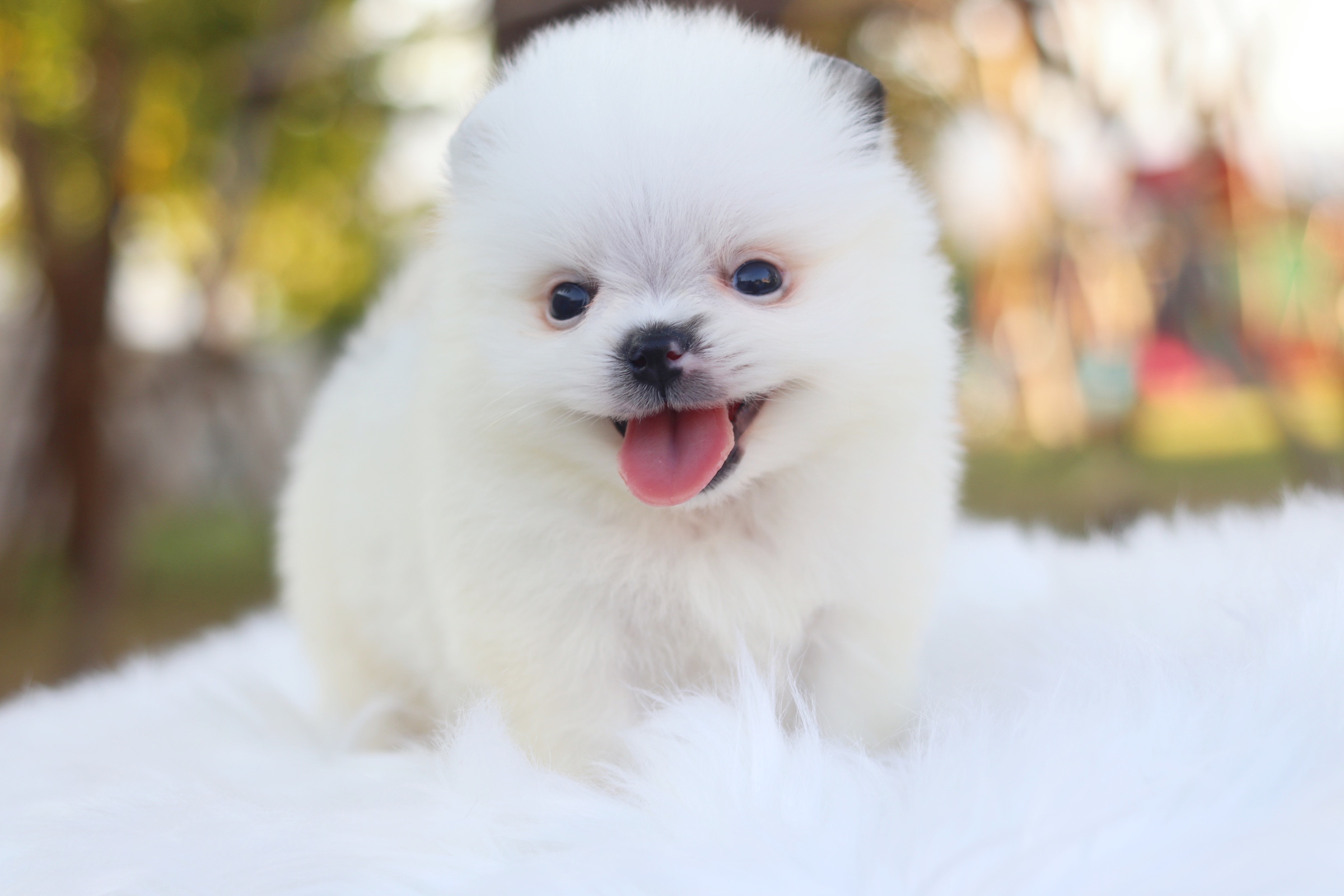 ปอมเมอเรเนียน เพศผู้แฟนซี