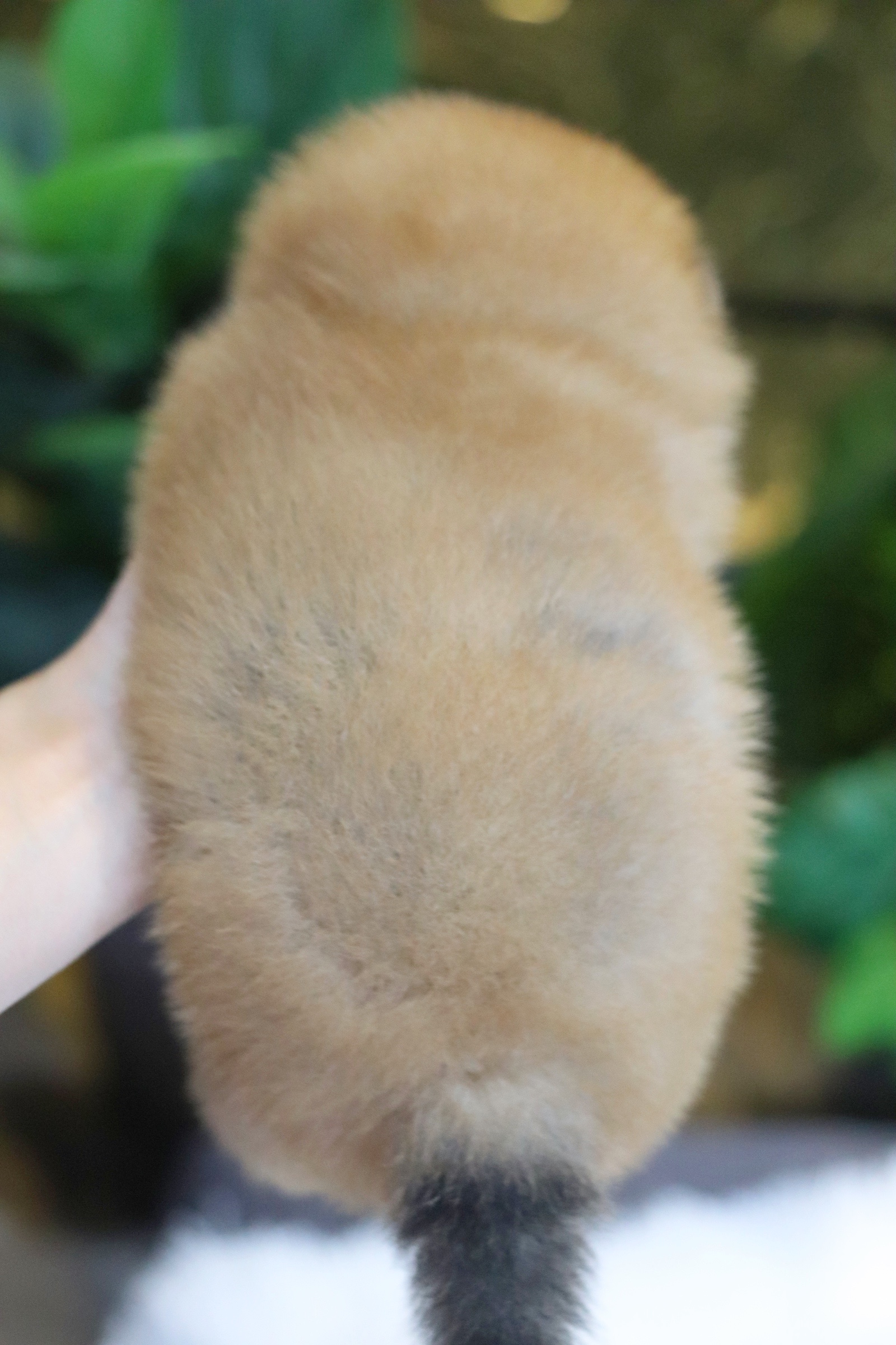 ปอมเมอเรเนียน เพศผู้ สีส้ม