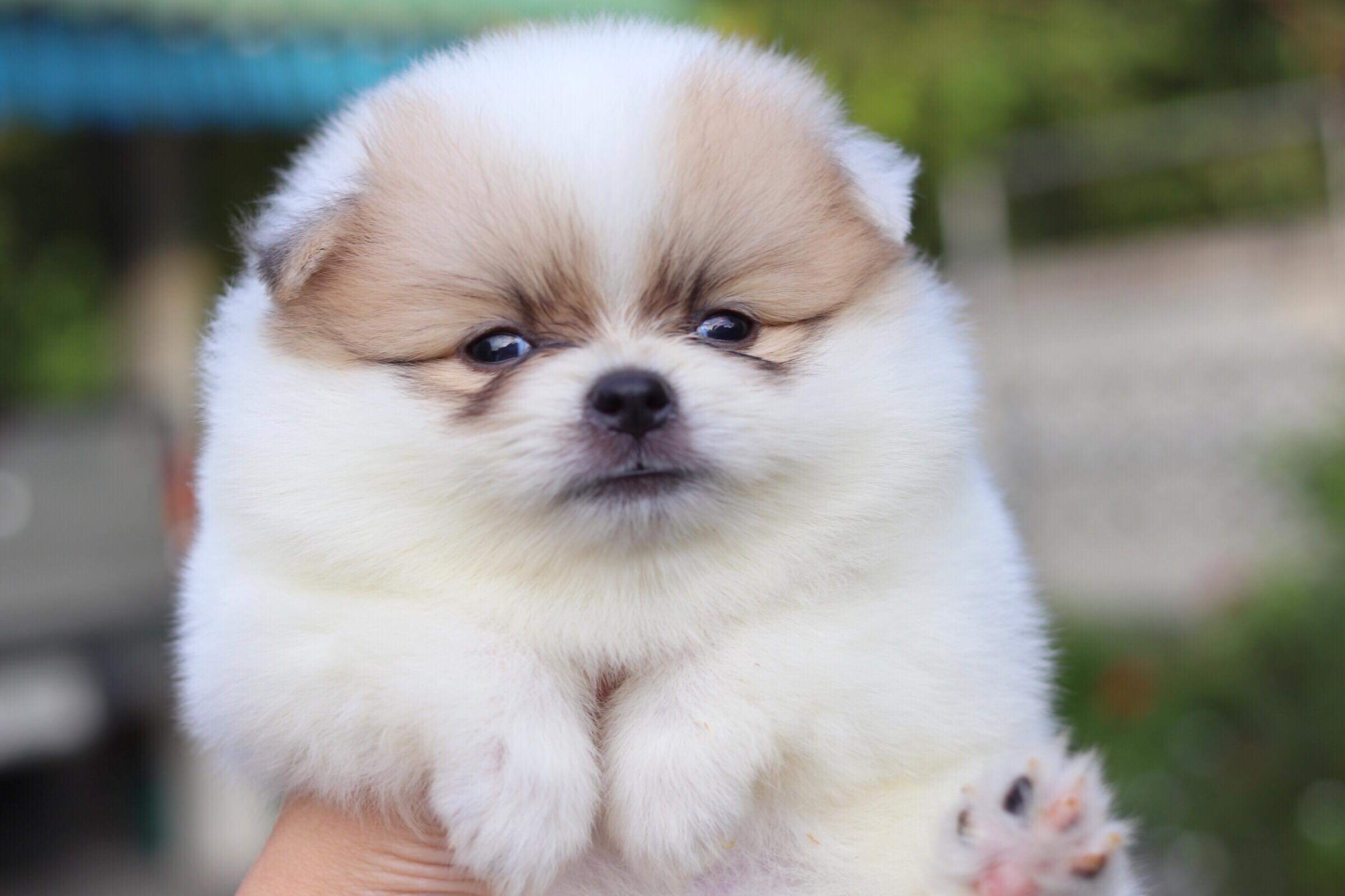 ปอมเมอเรเนียน เพศผู้