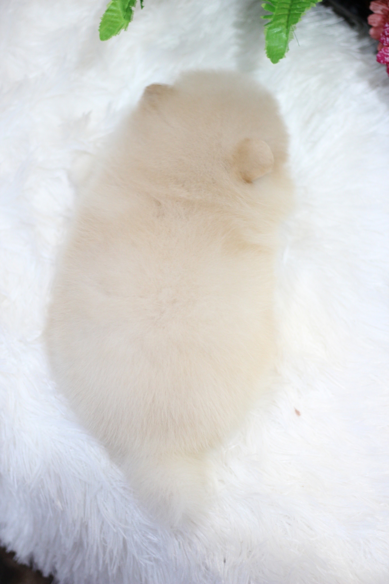 ปอมเมอเรเนียน เพศผู้สีขาวครีม