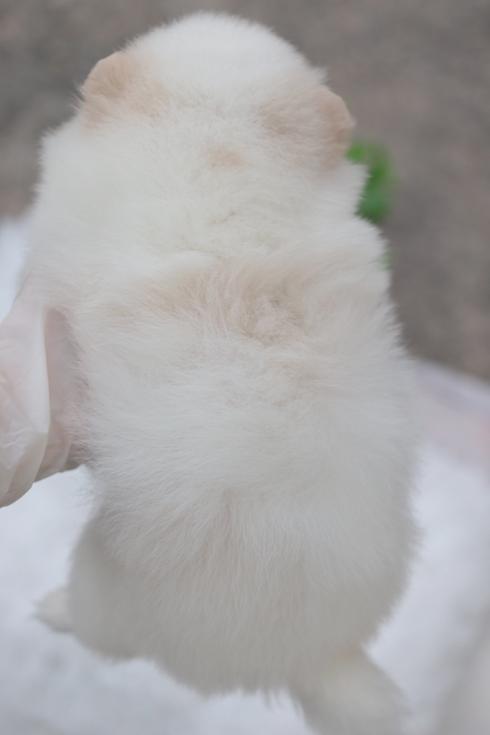 ปอมเมอเรเนียน เพศเมีย สีขาวครีม