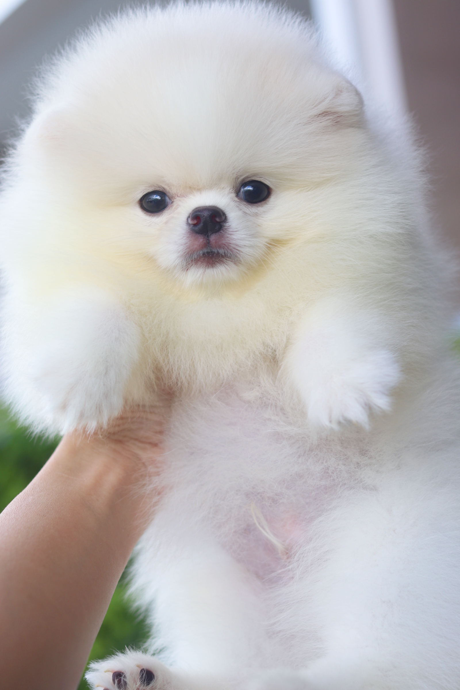 ปอมเมอเรเนียน เพศผู้ สีขาวครีม