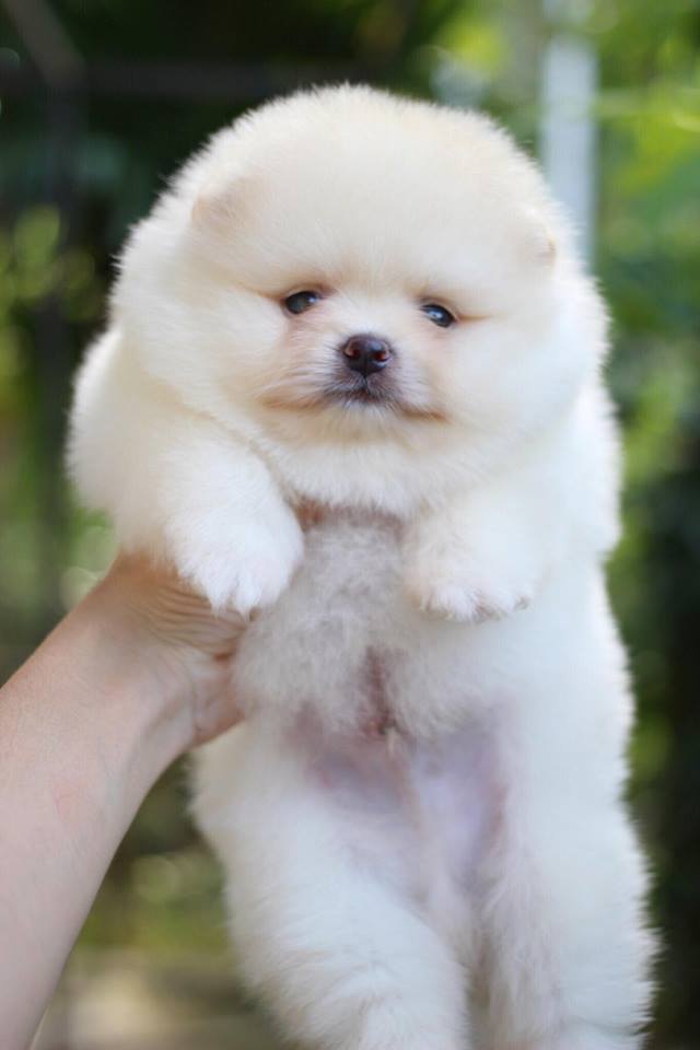 ปอมเมอเรเนียน เพศผู้หน้าหมี