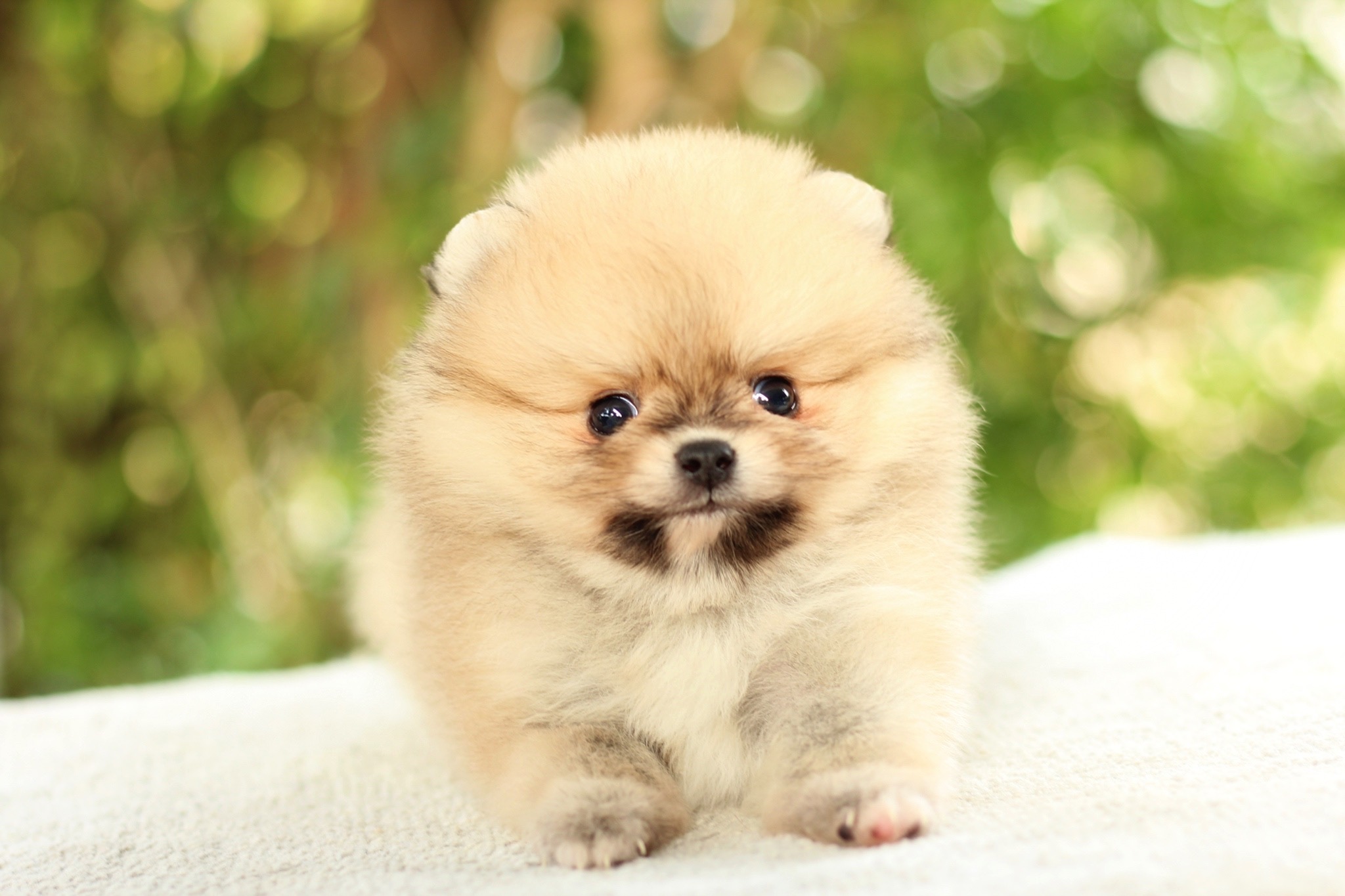 ปอมเมอเรเนียน เพศผู้สีส้ม ไซส์ทีคัพ