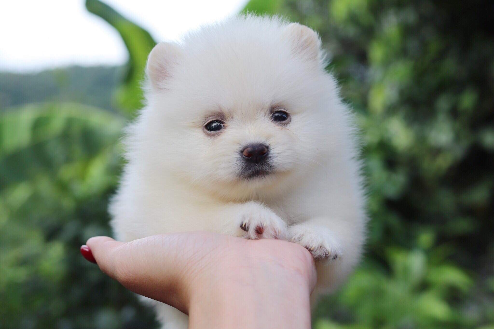 ปอมเมอเรเนียน เพศผู้