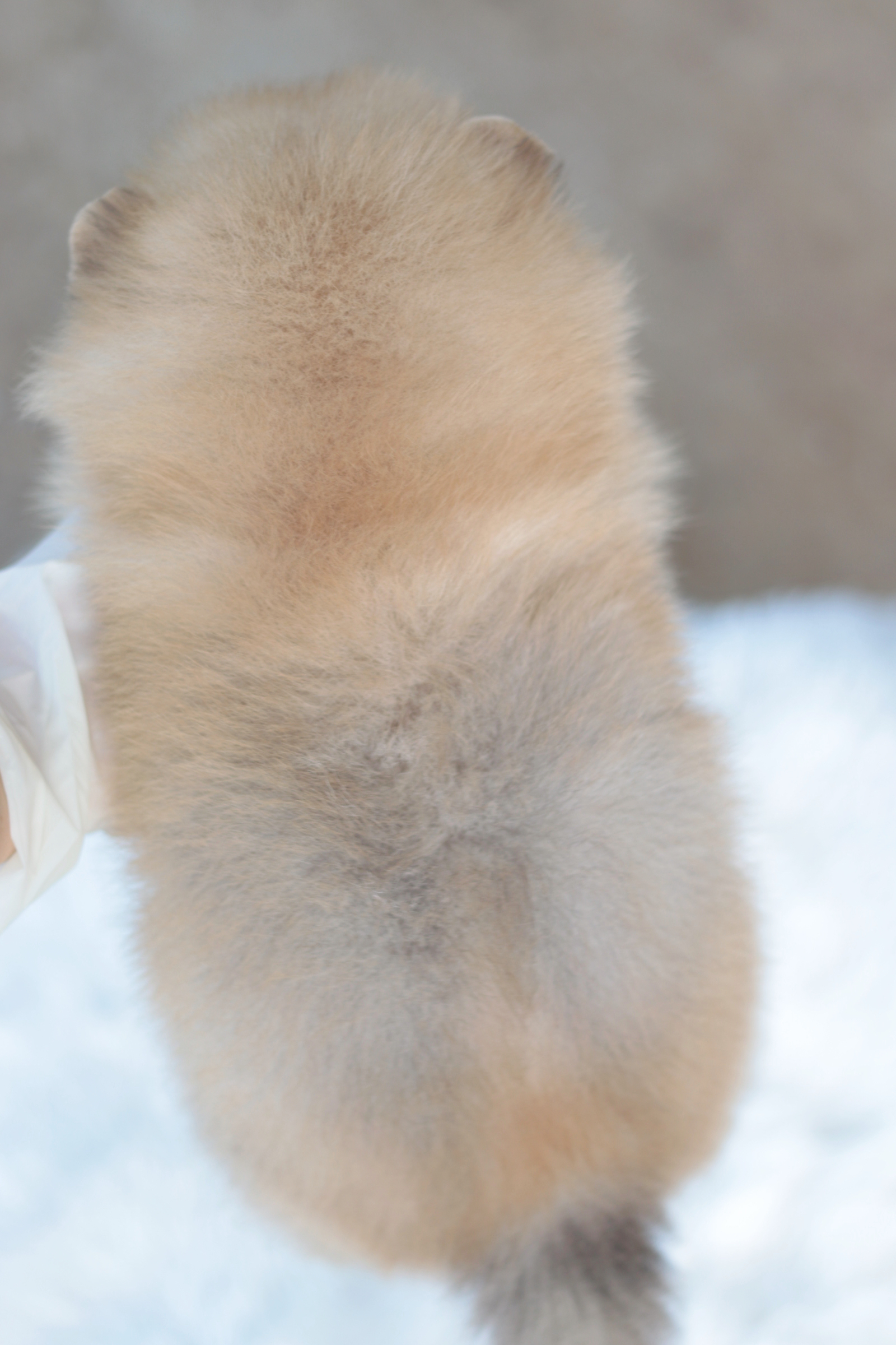 ปอมเมอเรเนียน เพศเมียสีส้ม