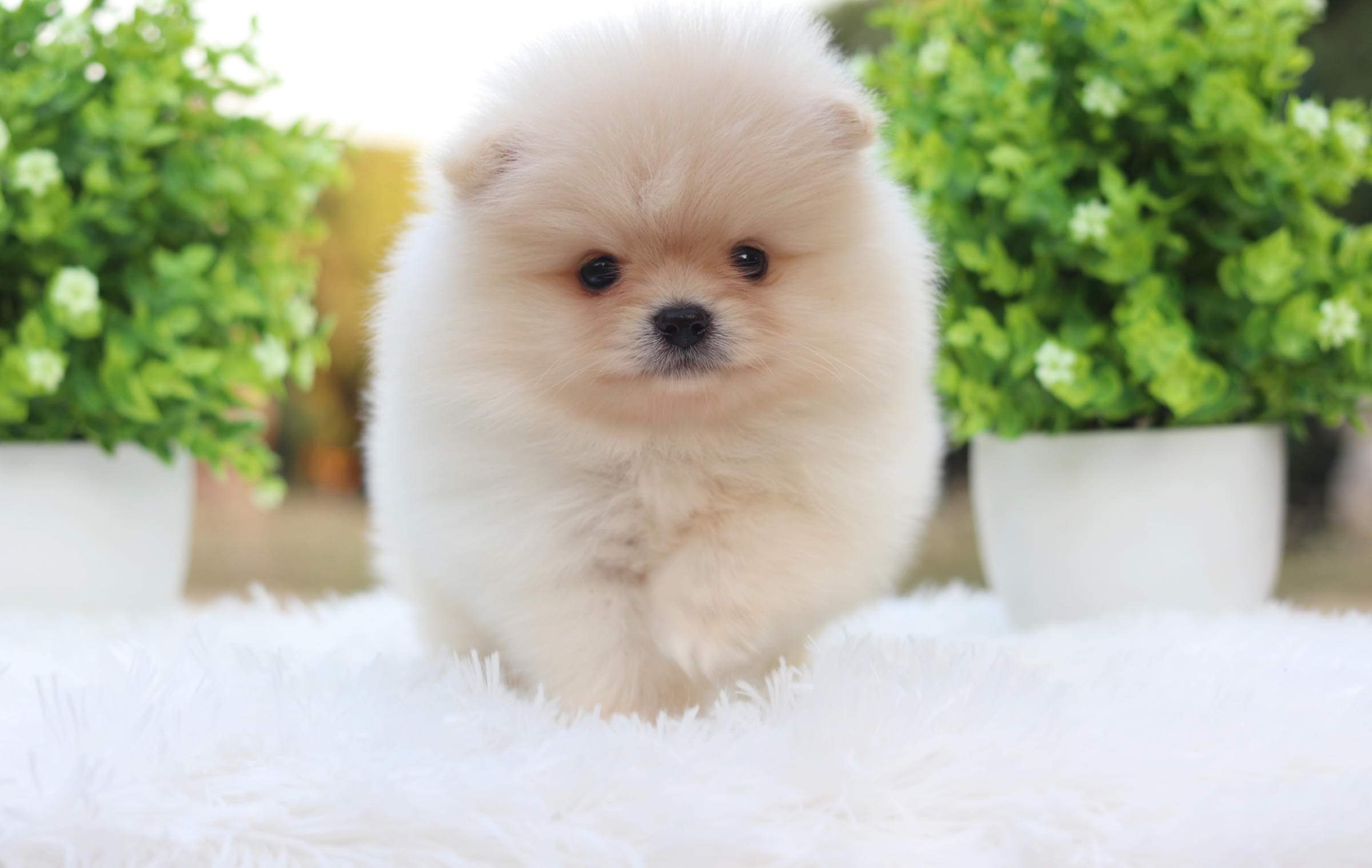 ปอมเมอเรเนียน เพศผู้